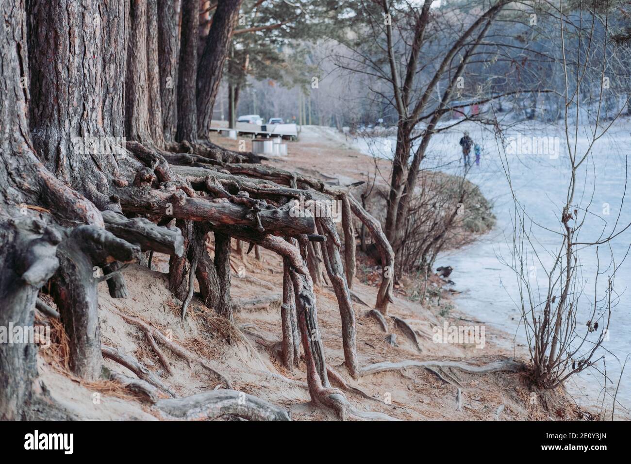 racines immenses de grands arbres. Les racines ont été mangées par le lac. Arbres inhabituels Banque D'Images