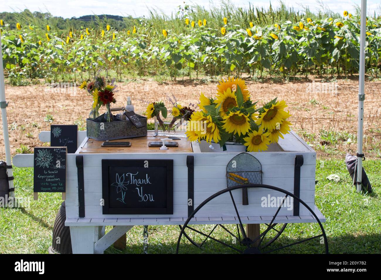 Chariot pour tournesol Banque D'Images