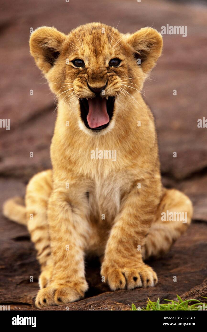 Bebe De Lion Jouant Photo Stock Alamy