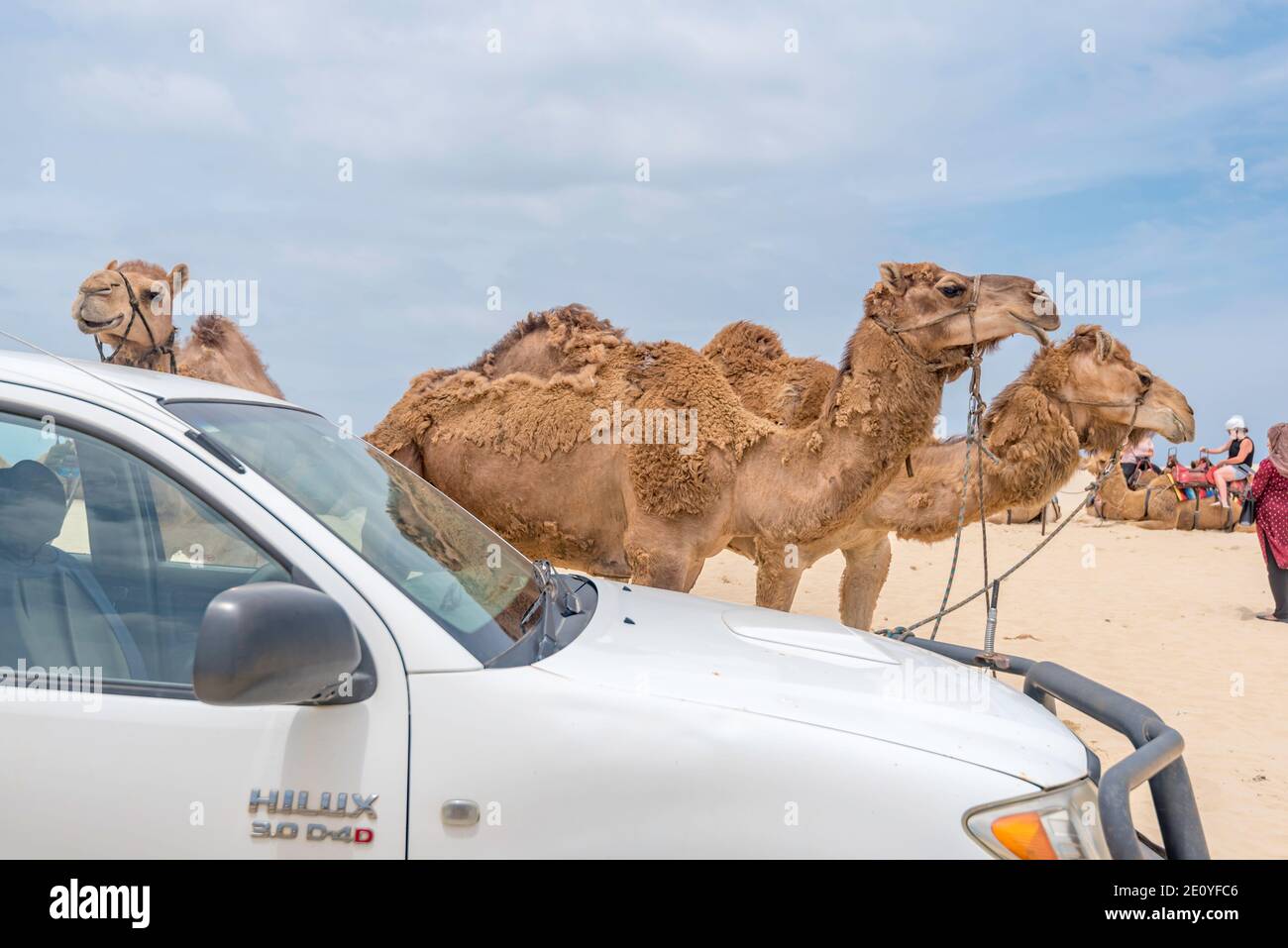 Les promenades à dos de chameau sont très populaires auprès des visiteurs de la plage de Birubi, près de la baie d'Anna et de Nelson, à Port Stephens, sur la côte nord de la Nouvelle-Galles du Sud en Australie Banque D'Images
