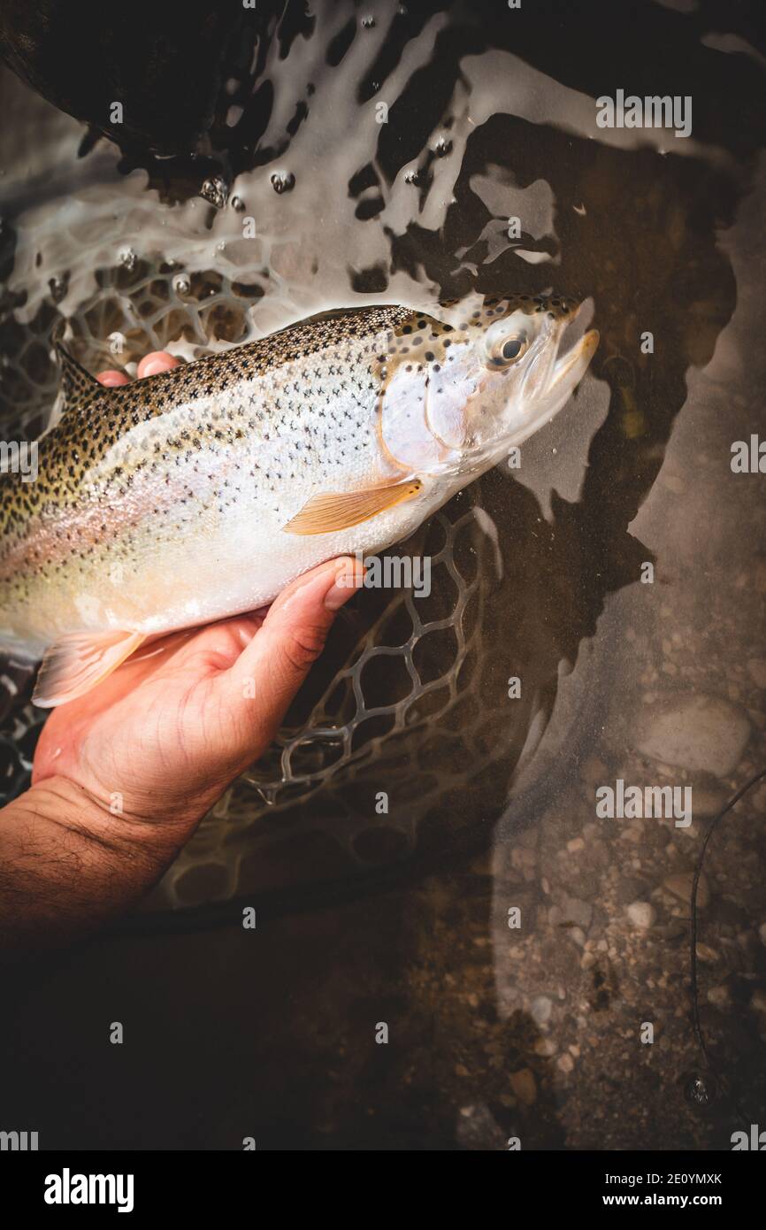 releas une truite pendant la pêche à la mouche Banque D'Images