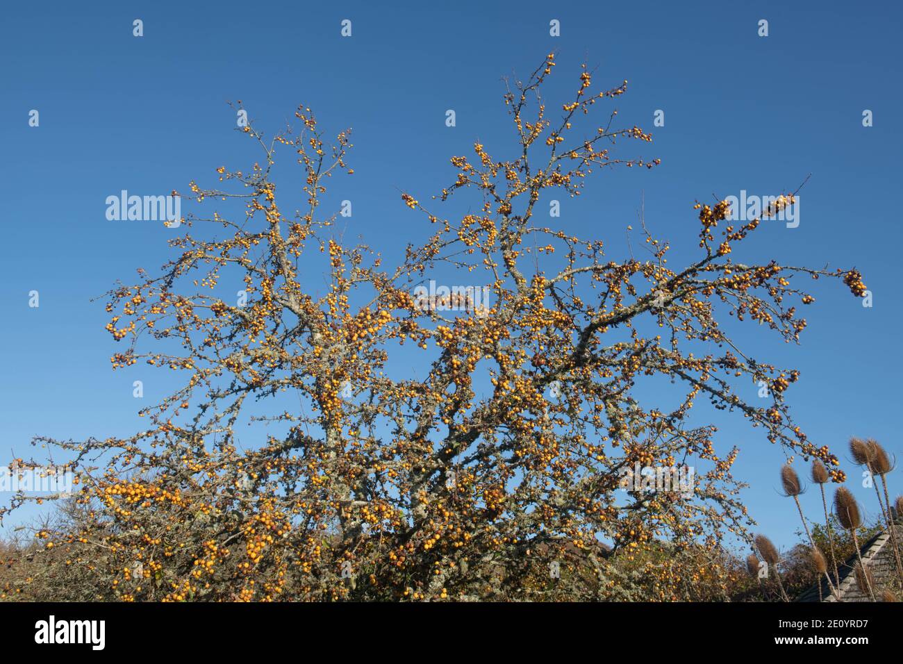 Jaune vif fruit d'automne sur un arbre de pomme de crabe (Malus x zumi 'Golden Hornet') avec un ciel bleu vif fond poussant dans un jardin dans le Devon rural, E Banque D'Images