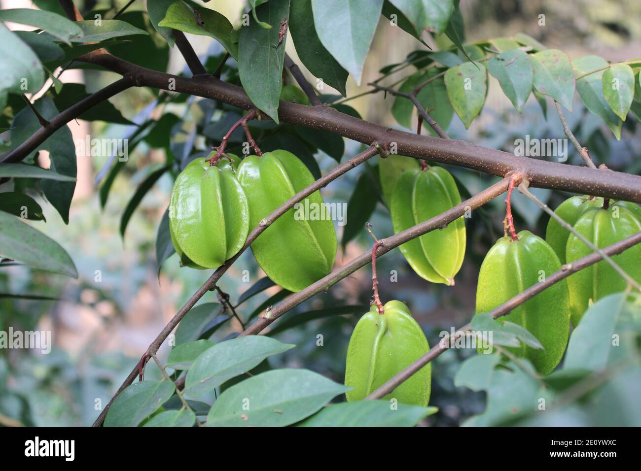 Fruits sains dans l'arbre naturel fond photo capture à Dhaka, Bangladesh. Banque D'Images