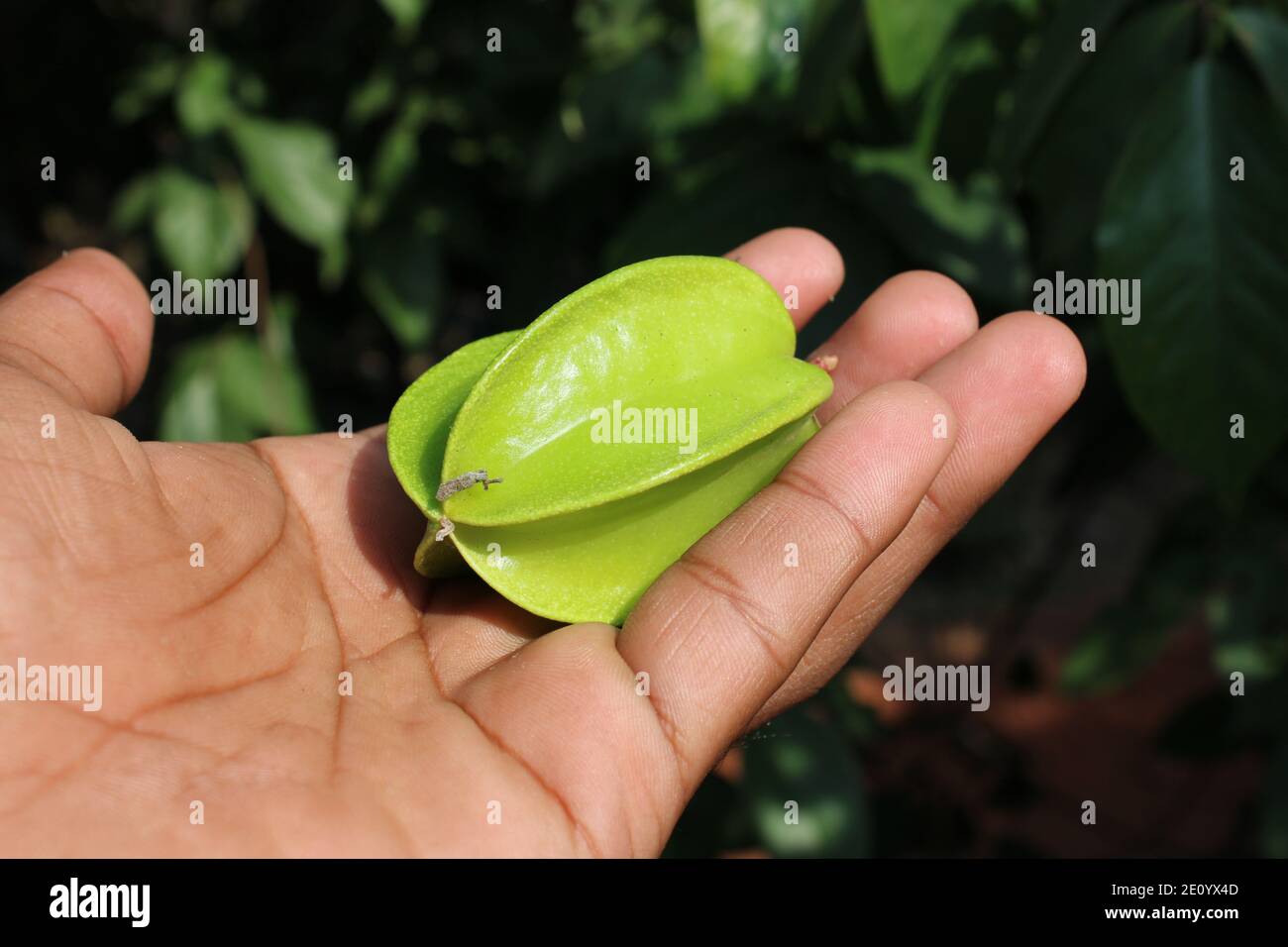 Des aliments frais et sains sur la main gros plan photo naturelle. Banque D'Images