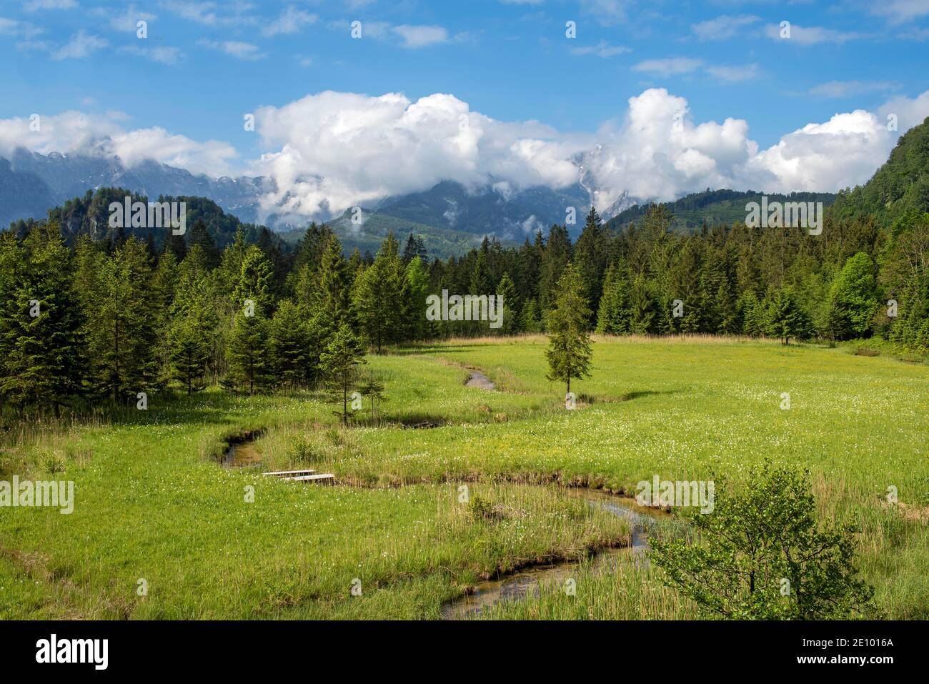 Prairie dans l'Almtal avec ruisseau et jonquilles, haute-Autriche, Autriche, Europe Banque D'Images