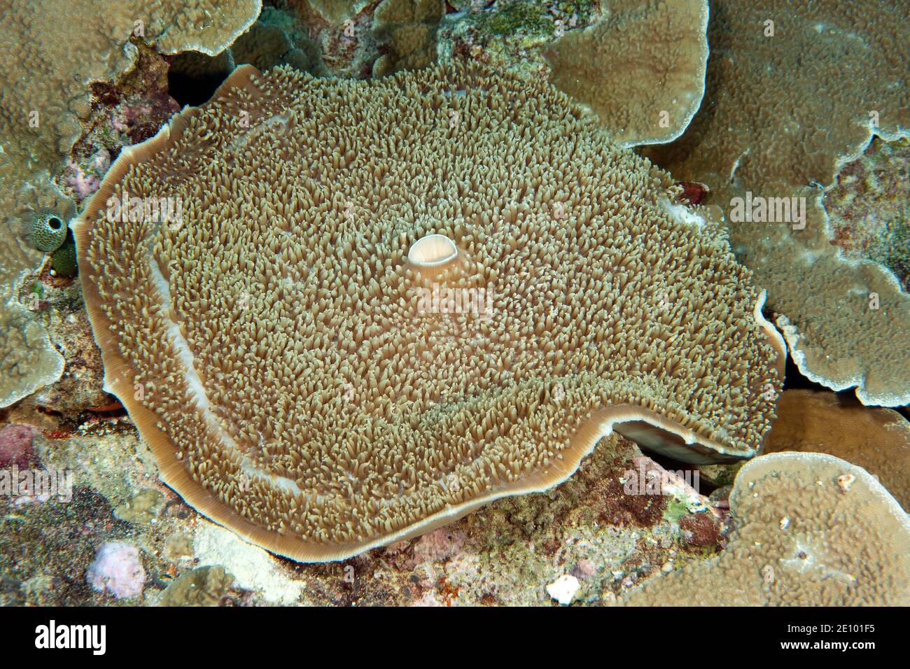 Mushroom à coupe géante (Amplexidiscus fenestrafer), Océan Pacifique occidental, Micronésie, Océanie Banque D'Images