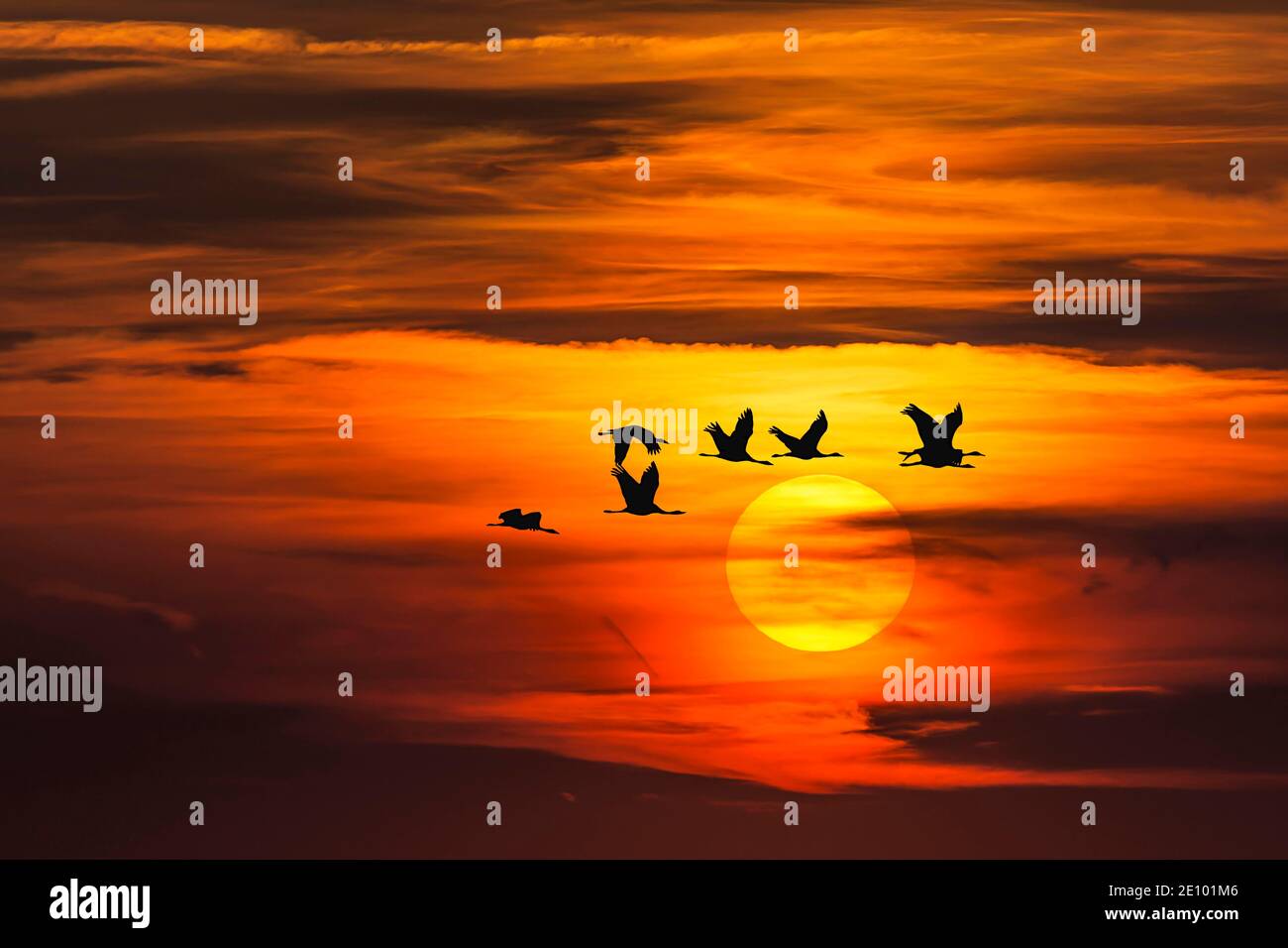 Photomontage, coucher du soleil avec des grues volantes (Grus grus) dans le ciel du soir, Bavière, Allemagne, Europe Banque D'Images