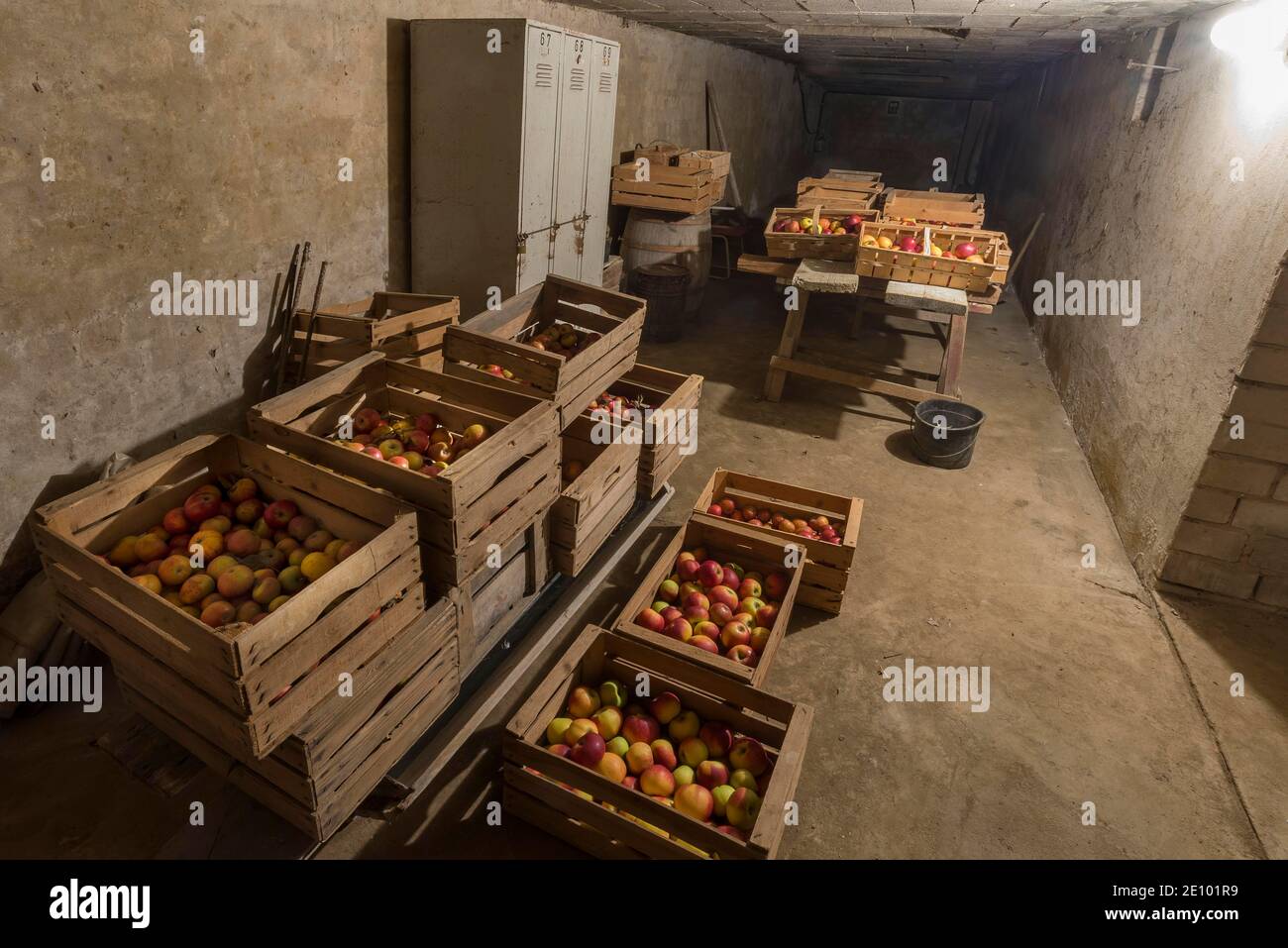 Stockage des pommes dans des boîtes dans la cave, Allemagne, Europe Banque D'Images