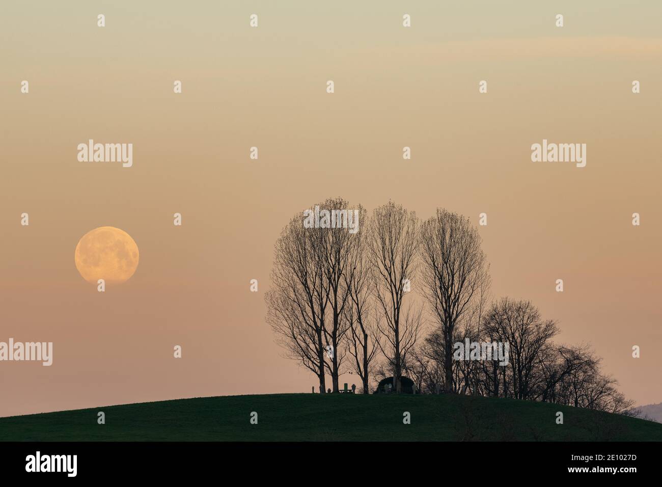 Peuplier noir (Populus nigra), peupliers noirs sur une colline avec pleine lune, Fislisbach, Argau, Suisse, Europe Banque D'Images