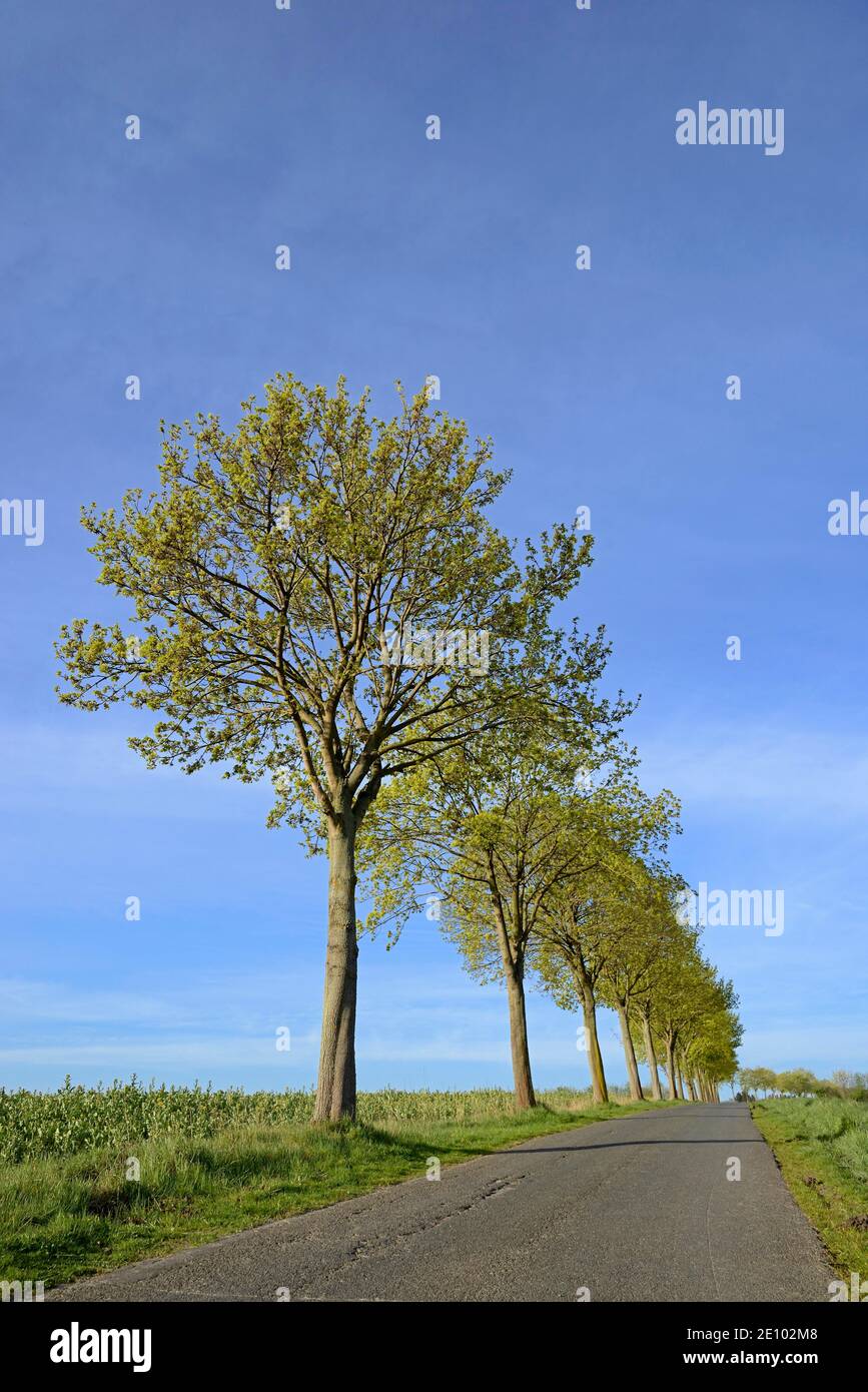 Érable (Acer), rangée d'arbres avec pousses de feuilles sur une route de campagne, Rhénanie-du-Nord-Westphalie, Allemagne, Europe Banque D'Images