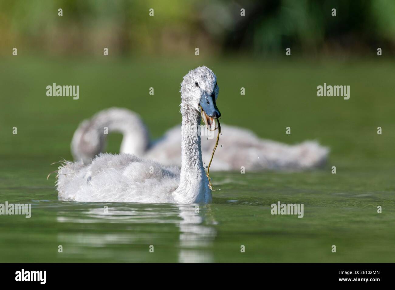 Muet cygne (cygnus olor) nourrissant jeune, Rhin, canton de Zurich, Suisse, Europe Banque D'Images