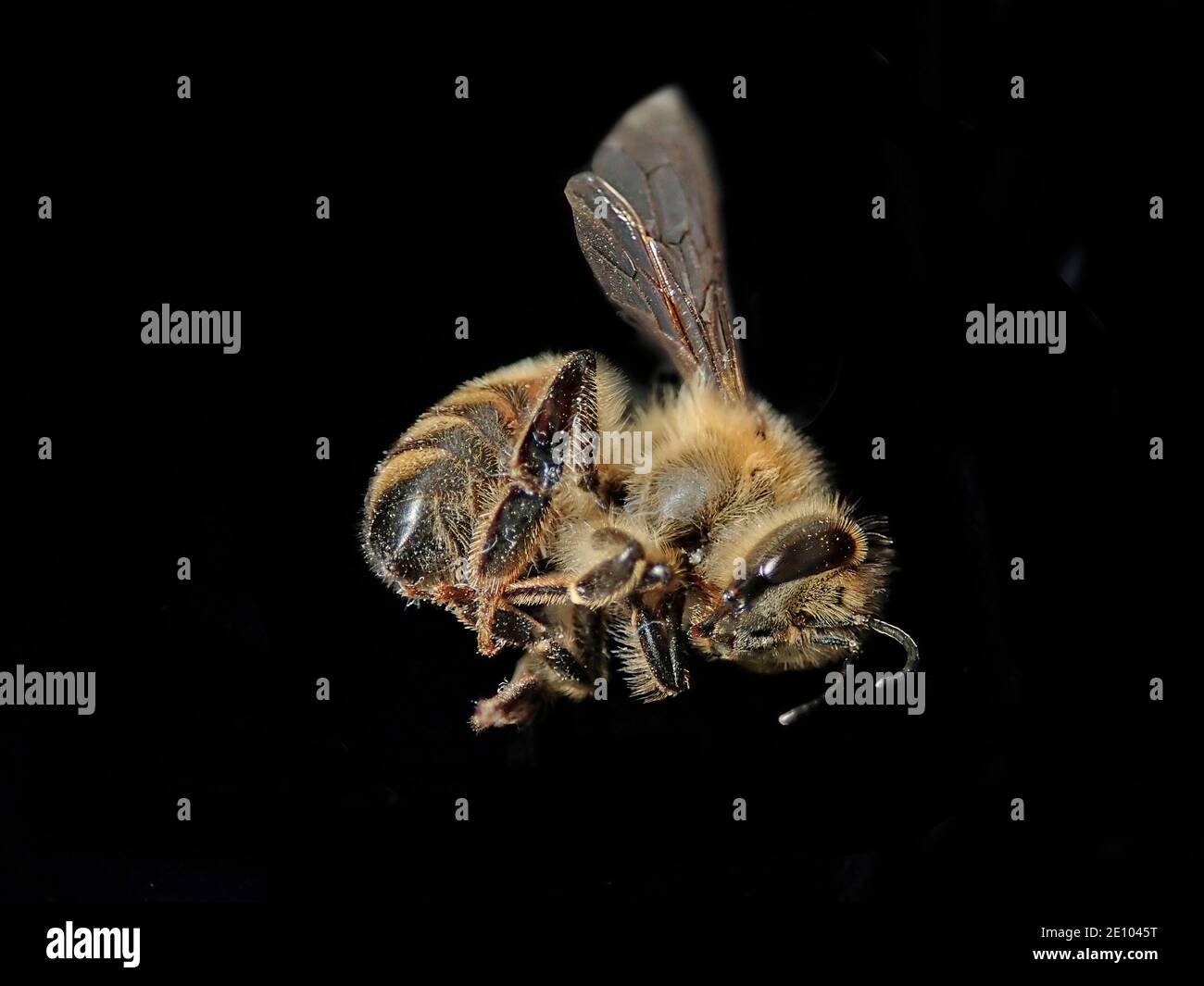 Mortalité par insectes, mortalité par abeilles, abeille occidentale morte (APIS mellifera), Brandebourg, Allemagne, Europe Banque D'Images