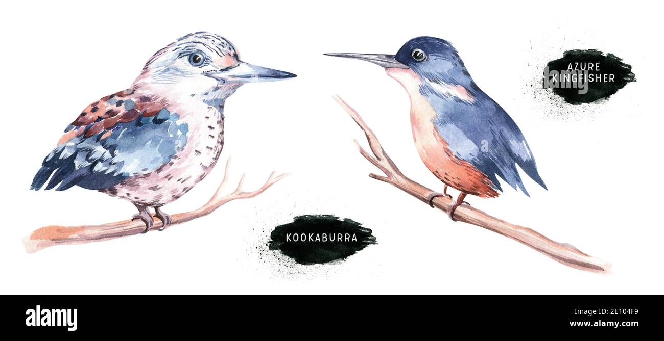 Australian Animals Set Aquarelle Illustration peinte à la main Australie isolée Banque D'Images