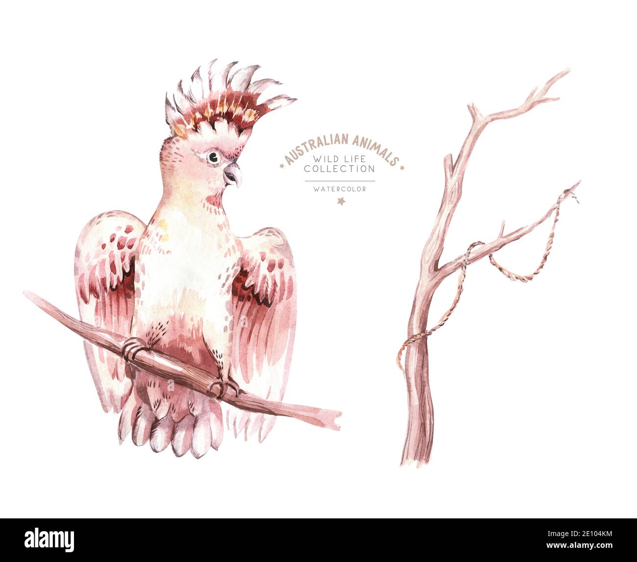 Oiseaux exotiques australiens animaux ensemble Aquarelle Kookaburra, cocatoo rose et pêcheur d'azur. Illustration peinte à la main Australie isolée. Banque D'Images