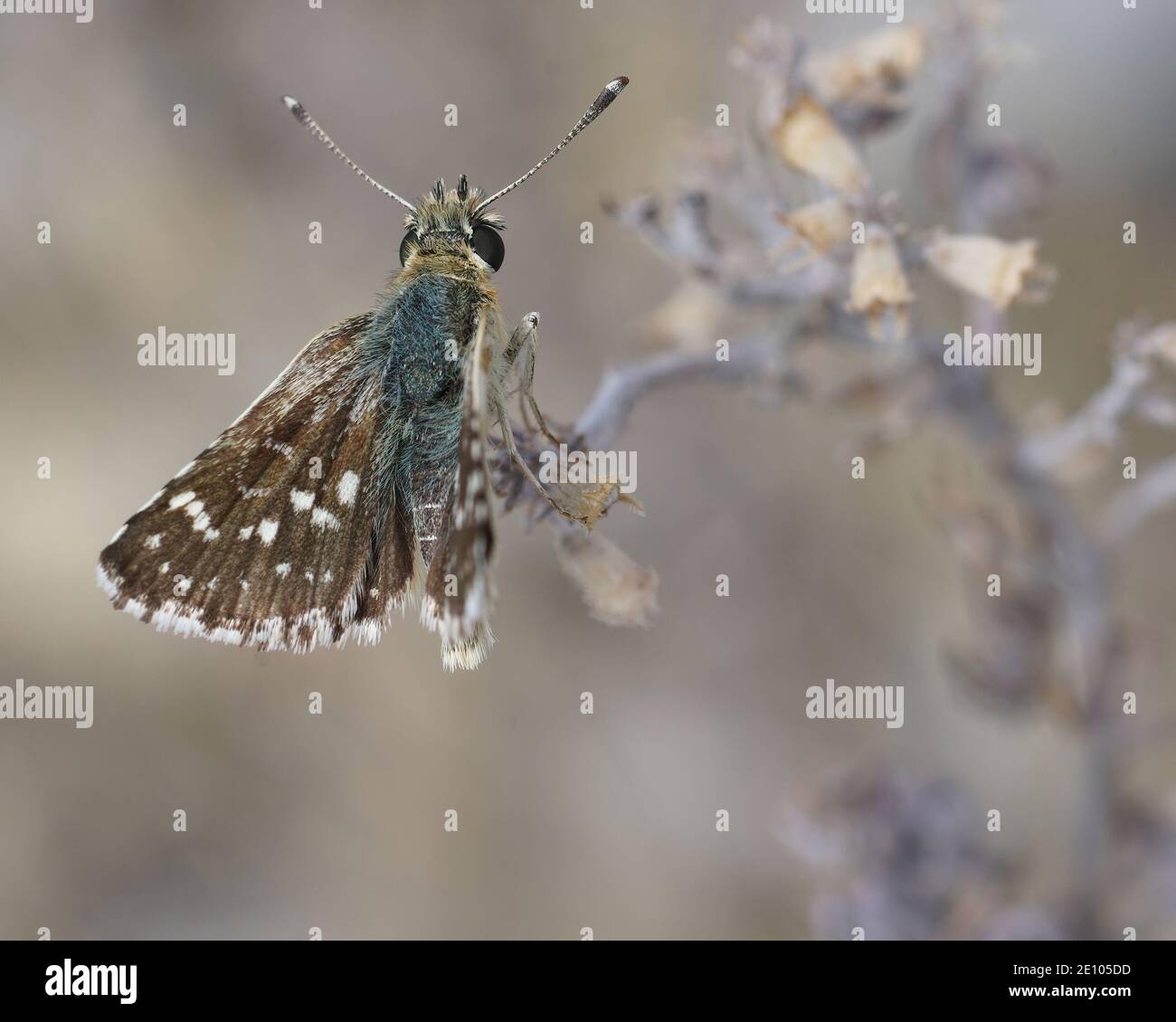 Hespérie rouge , Spialia setorius, un des petits papillons bruns ( Hesperidae ) du Gard France Banque D'Images