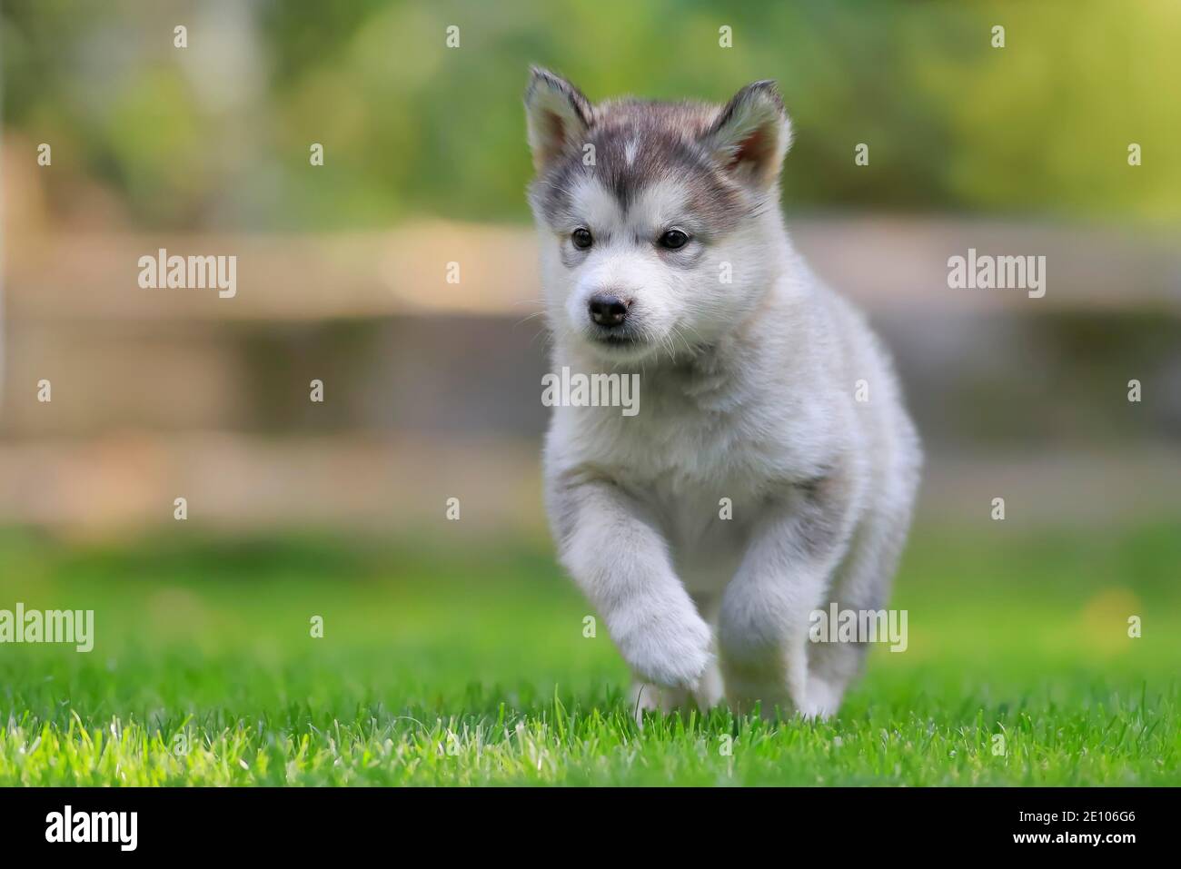 Alaskan Malamute Run Banque D Image Et Photos Alamy