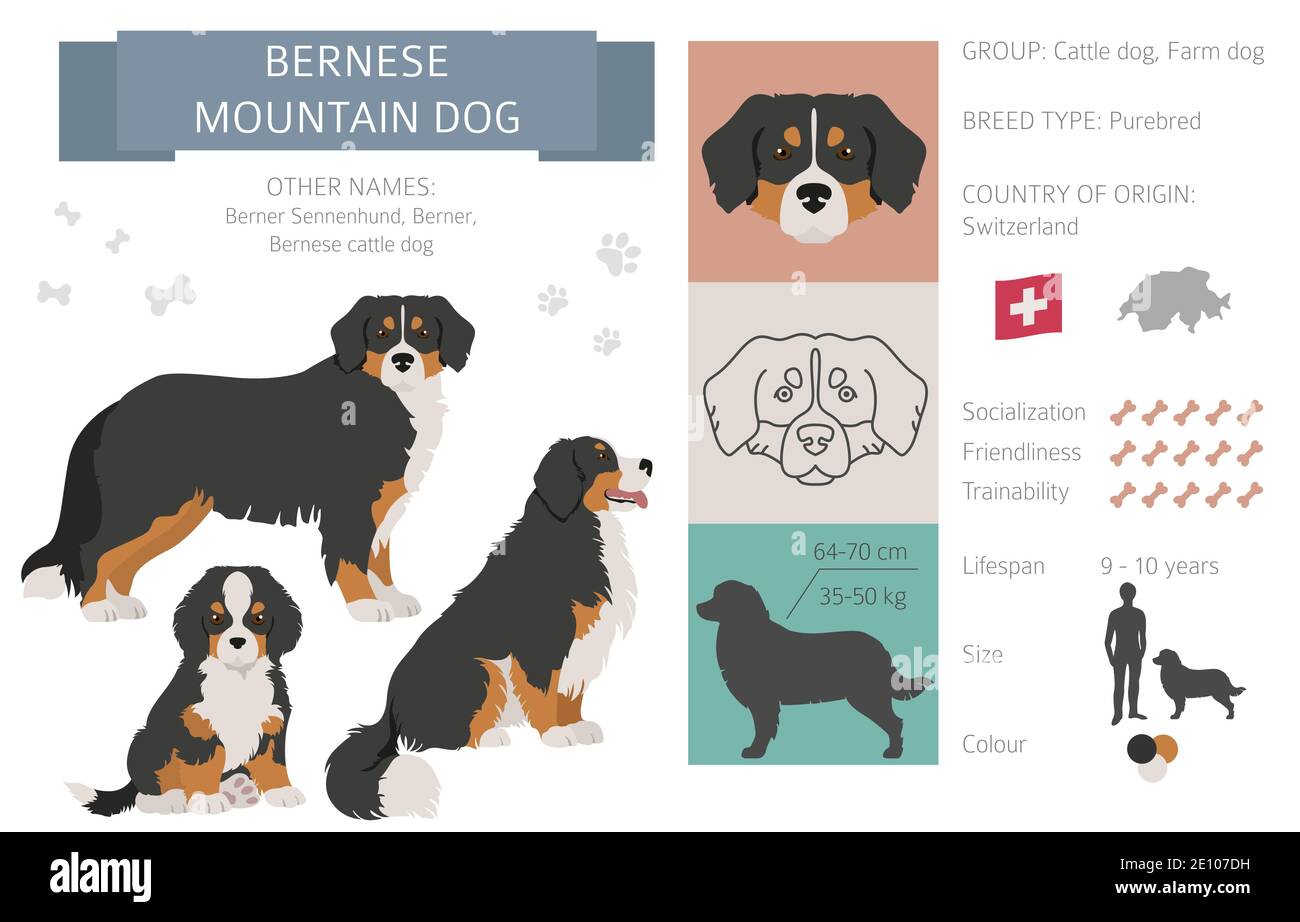 Infographie sur le chien de montagne bernois. Différentes poses, Bernese sennenhund chiot. Illustration vectorielle Illustration de Vecteur