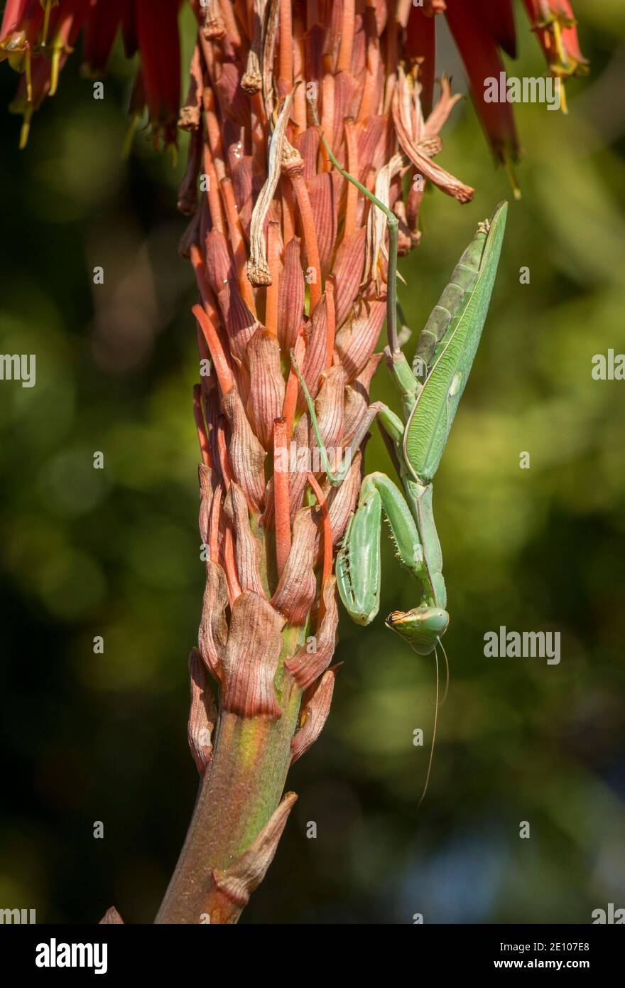 Une mante priante, mante européenne, Mantis religiosa sur Aloe arborescens, Andalousie, Espagne. Banque D'Images