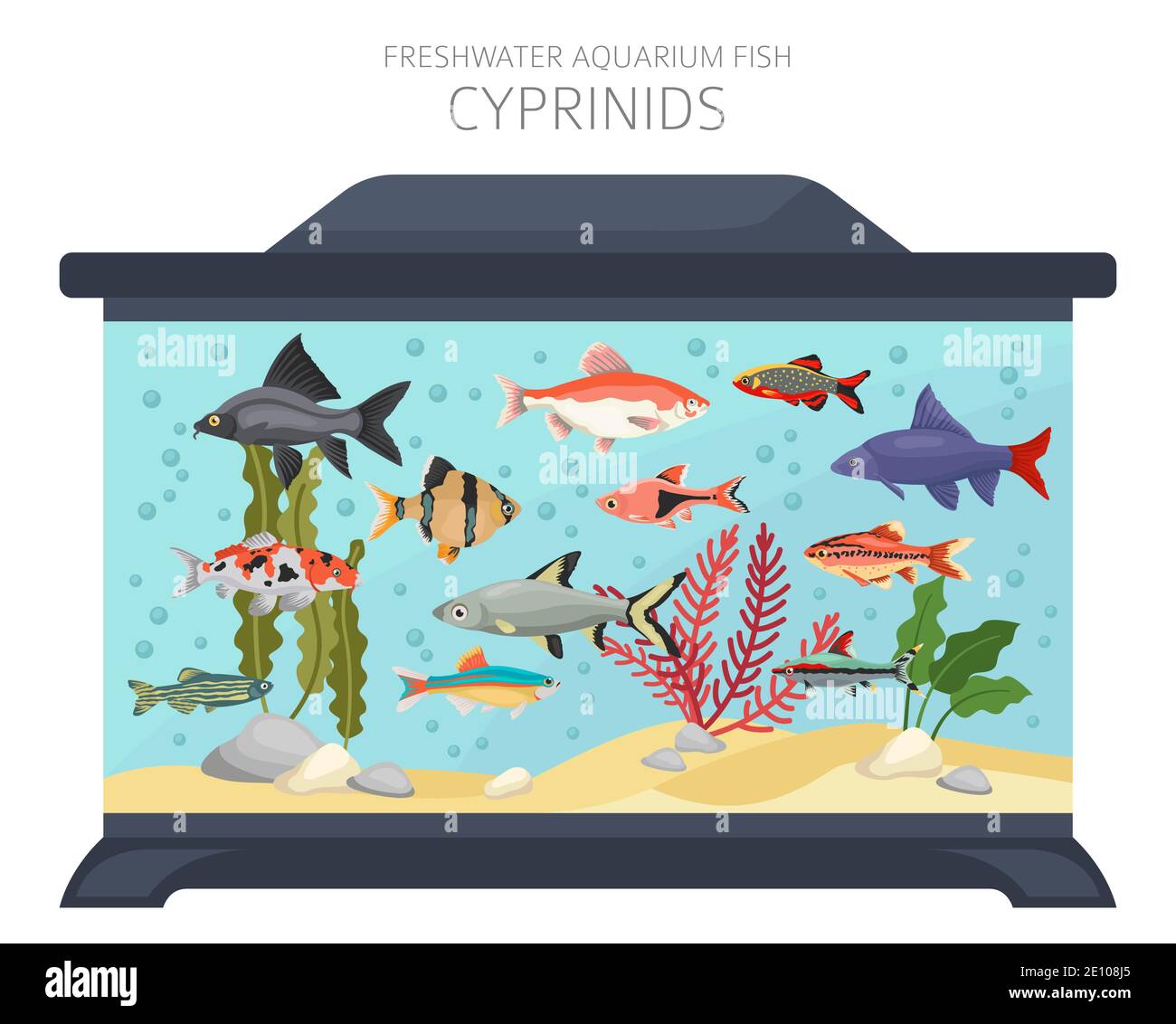 Cyprinides. Poisson d'aquarium d'eau douce icône ensemble plat style isolé sur blanc. Illustration vectorielle Illustration de Vecteur