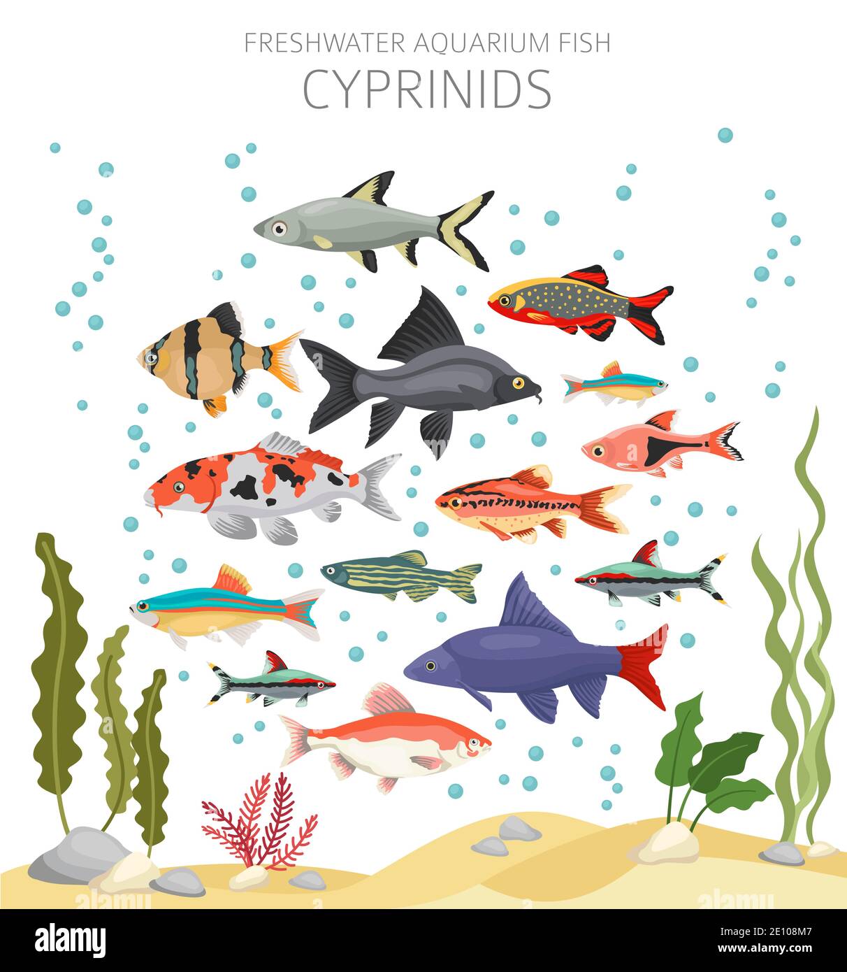 Cyprinides. Poisson d'aquarium d'eau douce icône ensemble plat style isolé sur blanc. Illustration vectorielle Illustration de Vecteur