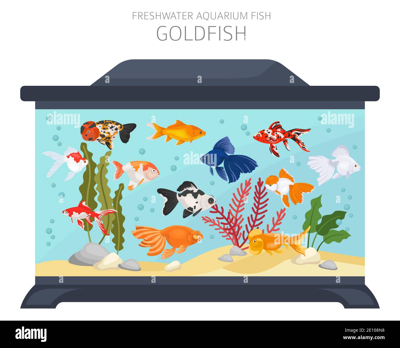 Poisson doré. Poisson d'aquarium d'eau douce icône ensemble plat style isolé sur blanc. Illustration vectorielle Illustration de Vecteur