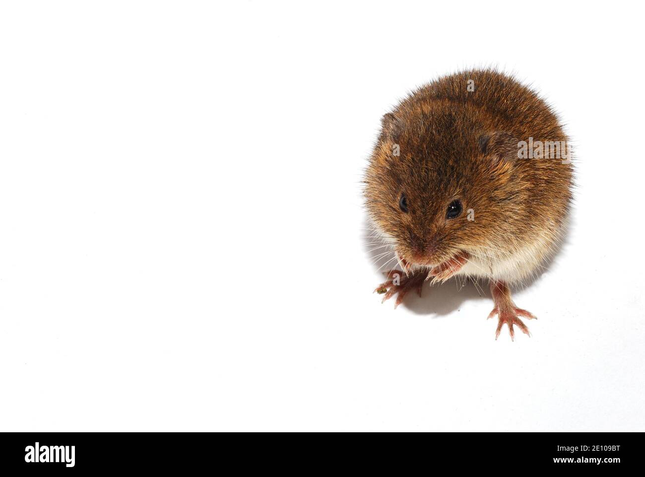 jeune petite souris brune sur fond blanc Banque D'Images