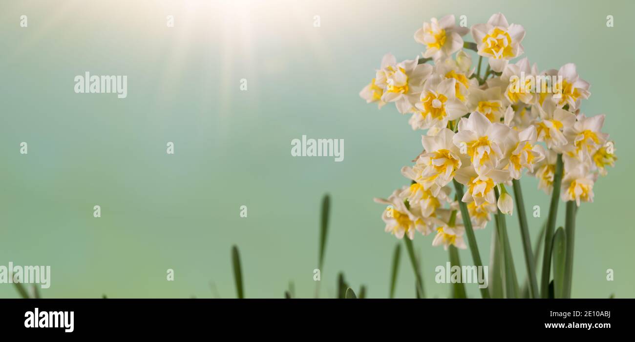 Lumière du soleil sur les jonquilles fleurs en arrière-plan panoramique Banque D'Images