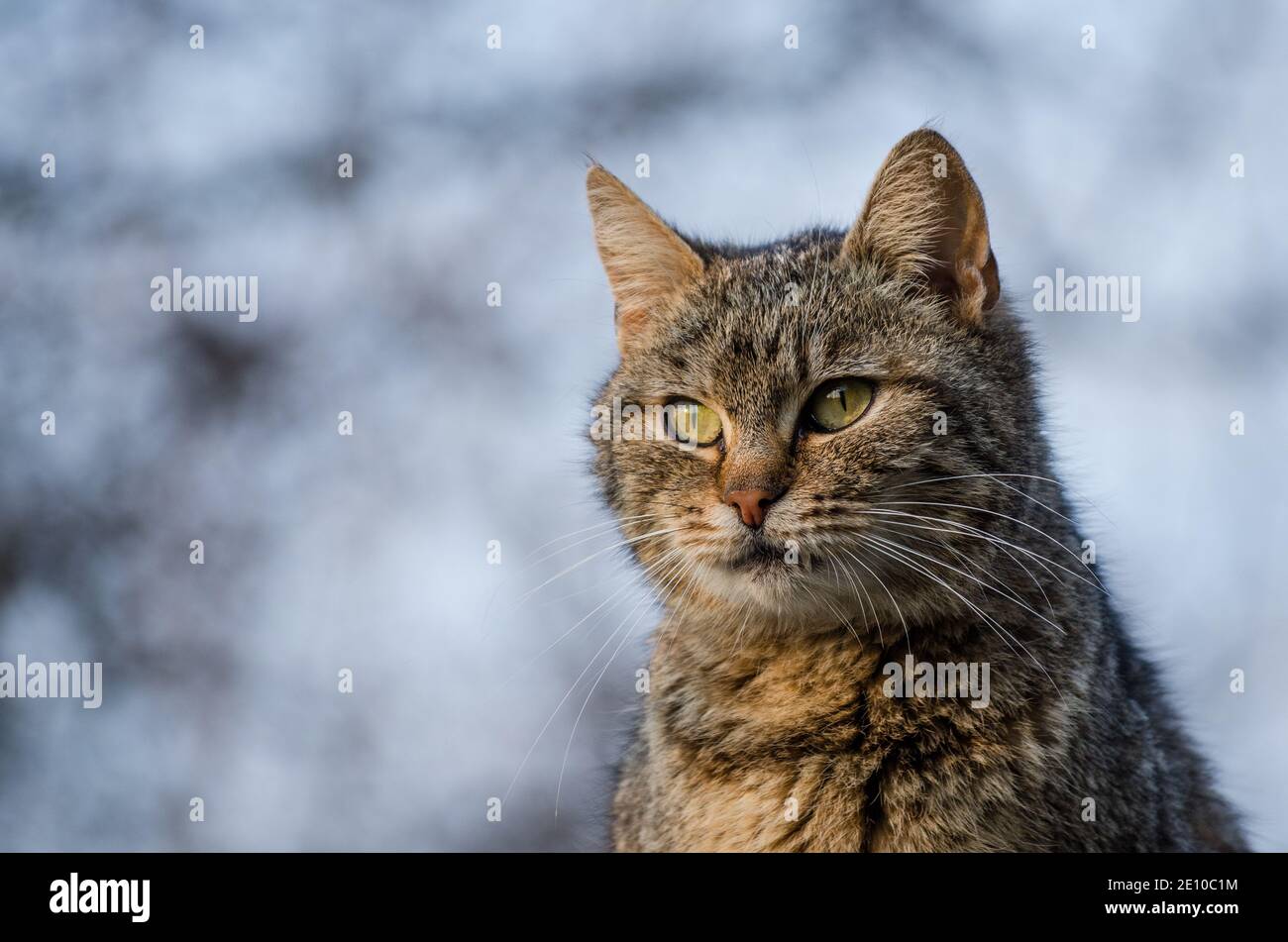 Tabby chat regardant dans la distance Banque D'Images