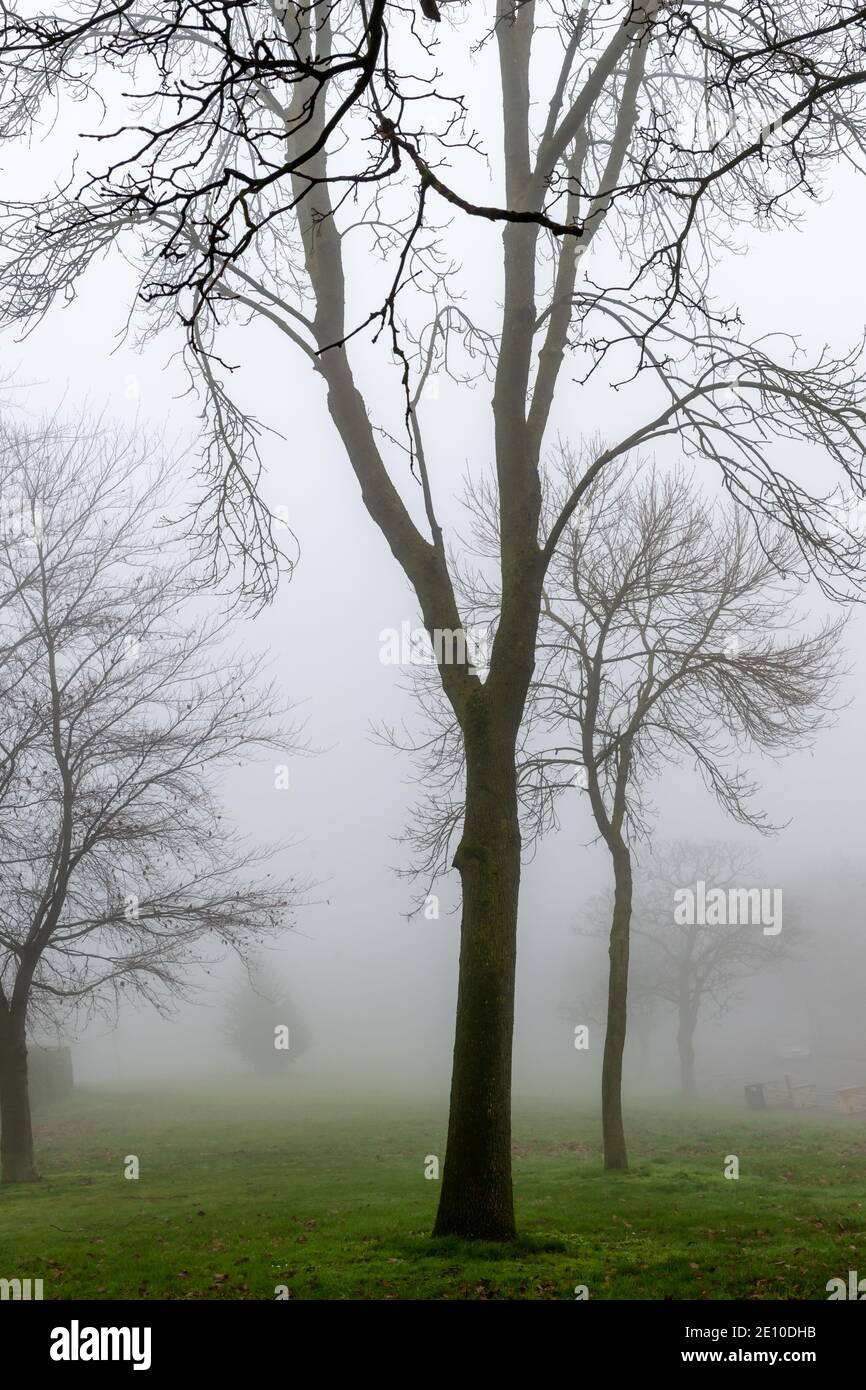 Brouillard d'hiver dans un bois. Banque D'Images