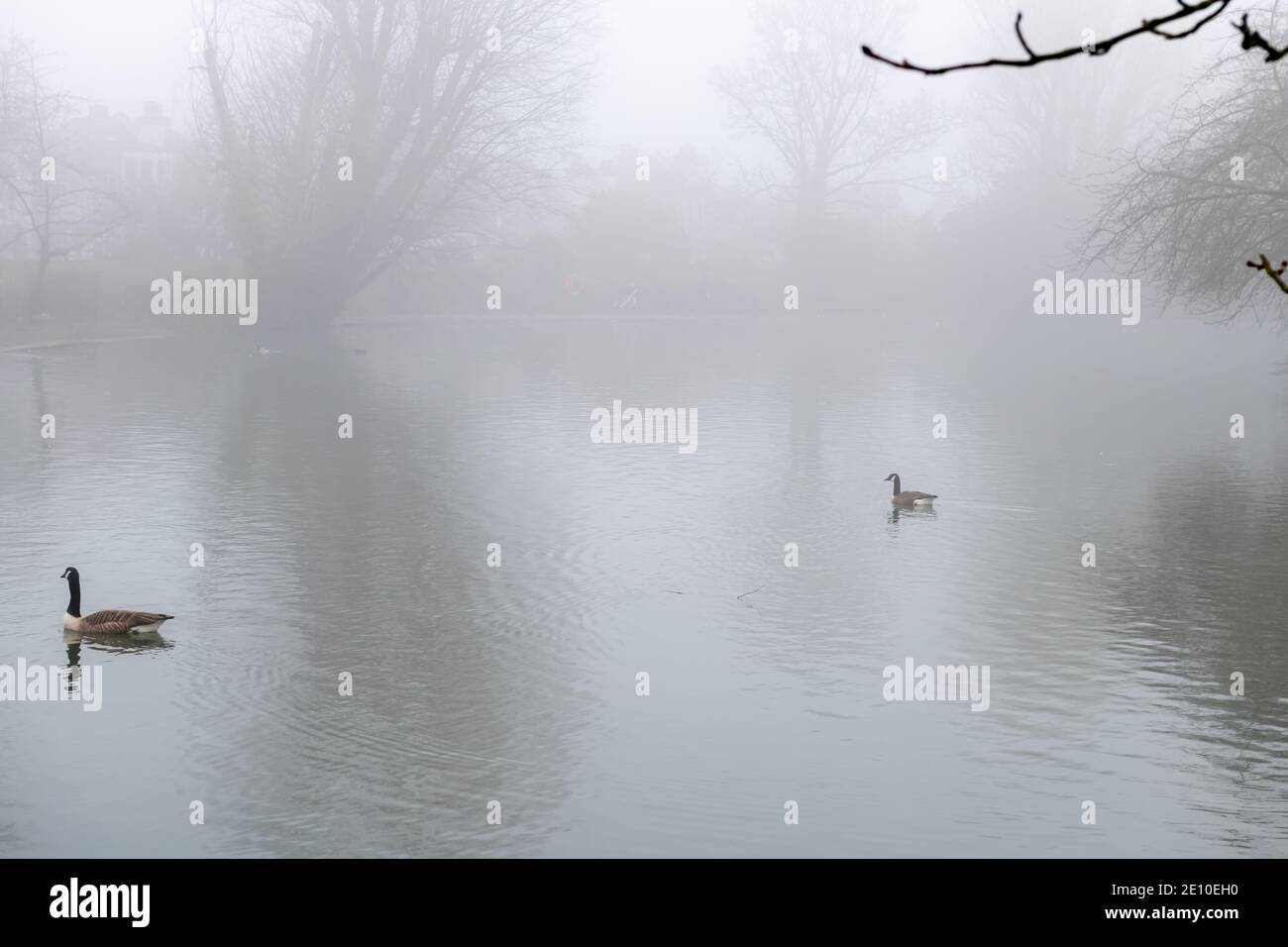 Un lac couvert de brouillard en hiver avec la faune. Banque D'Images