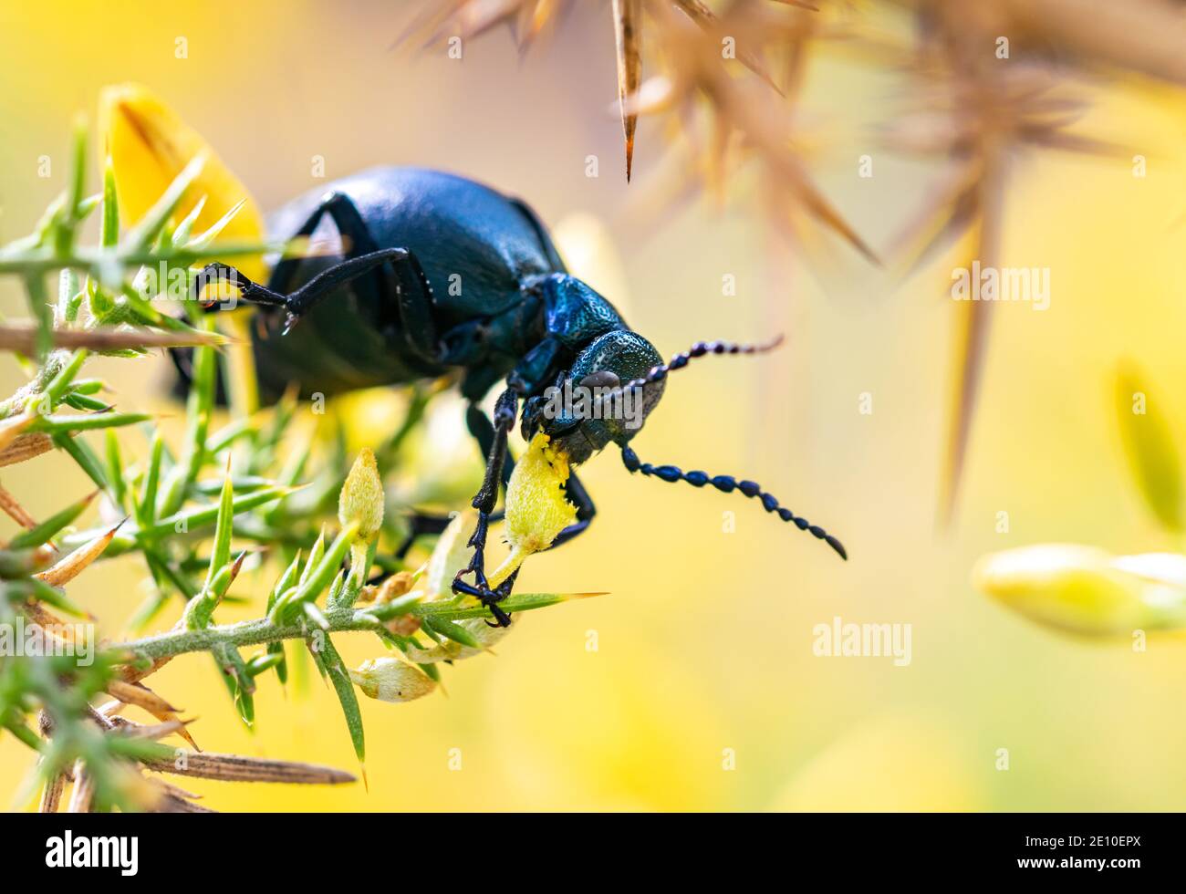 image d'un coléoptère noir se nourrissant d'un coléoptère frais fleurs Banque D'Images