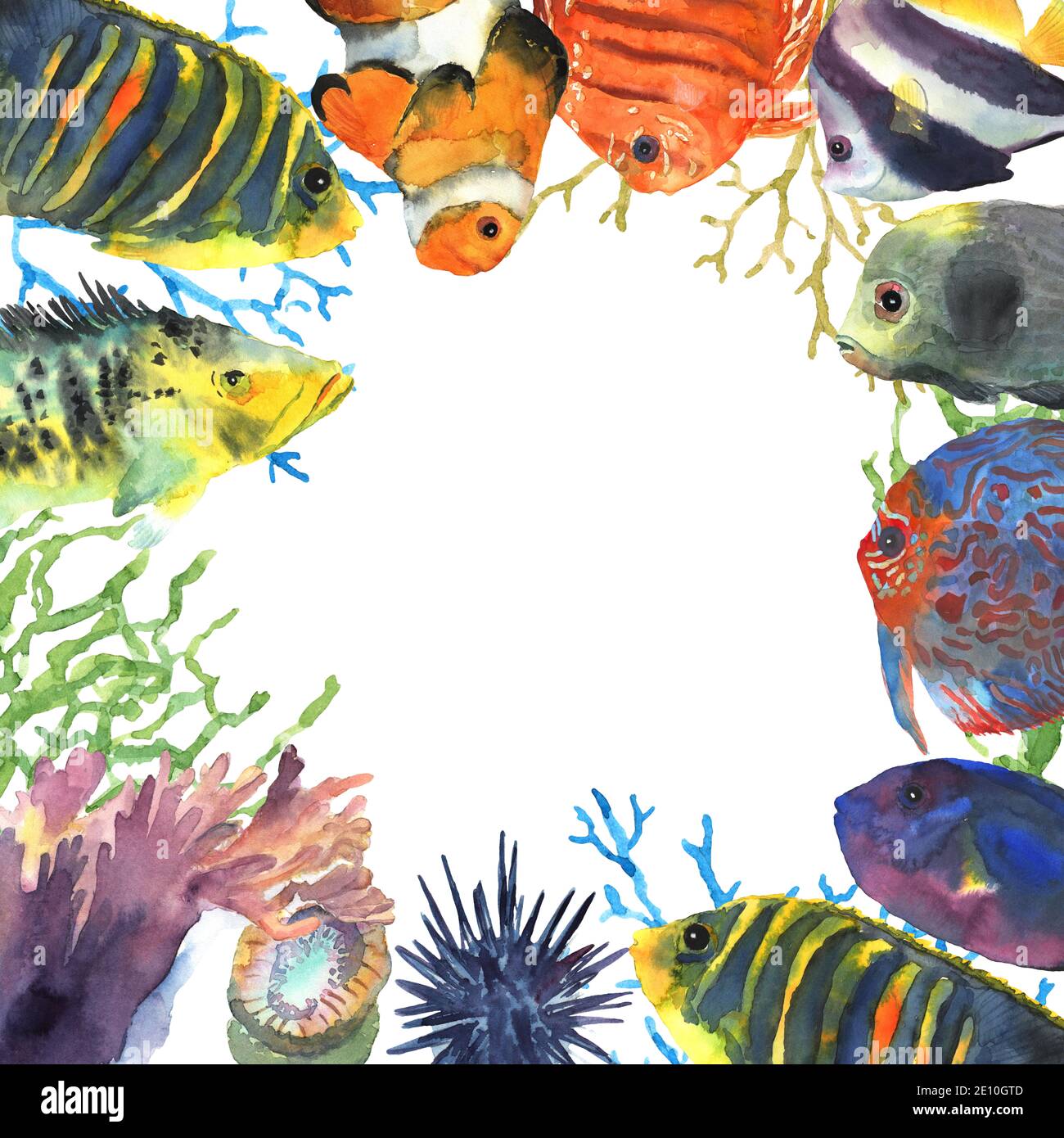 Cadre de poissons tropicaux exotiques colorés dessiné à la main dans l'aquarelle pour la décoration. Monde sous-marin. Icône de site Web. Banque D'Images