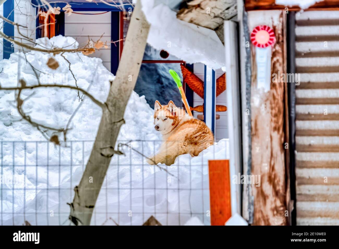 Beau chien couché sur un tas de neige blanche givrée à la cour de la maison en hiver Banque D'Images