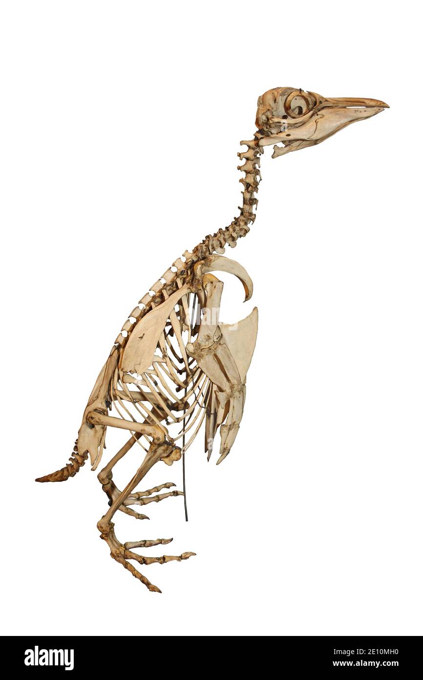 Squelette de pingouin Rockhopper Eudiptes chrysocome Banque D'Images