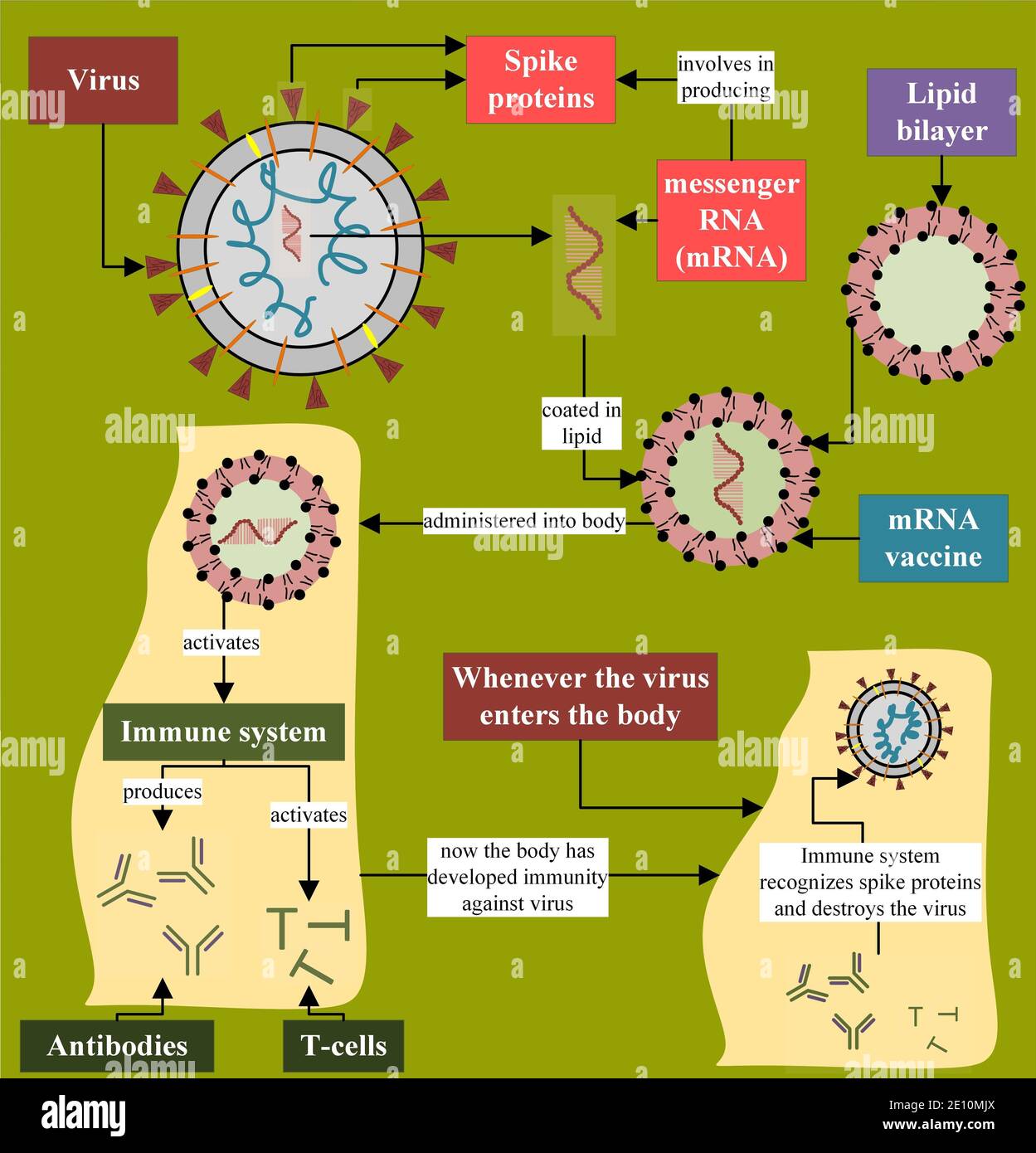 Mécanisme du vaccin ARNm par rapport au corps humain Banque D'Images