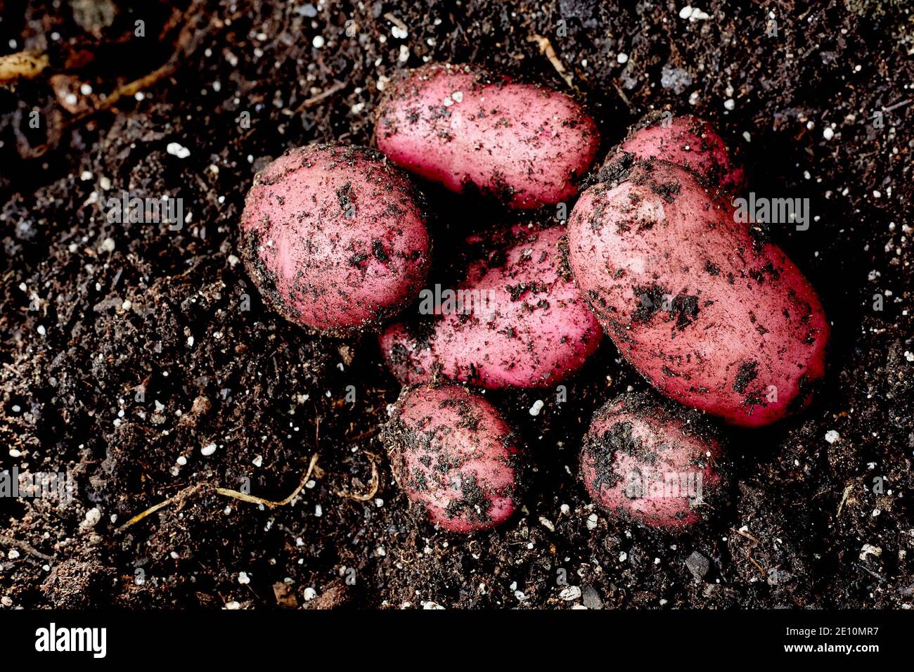 Pommes de terre rouges fraîches dans la saleté Banque D'Images