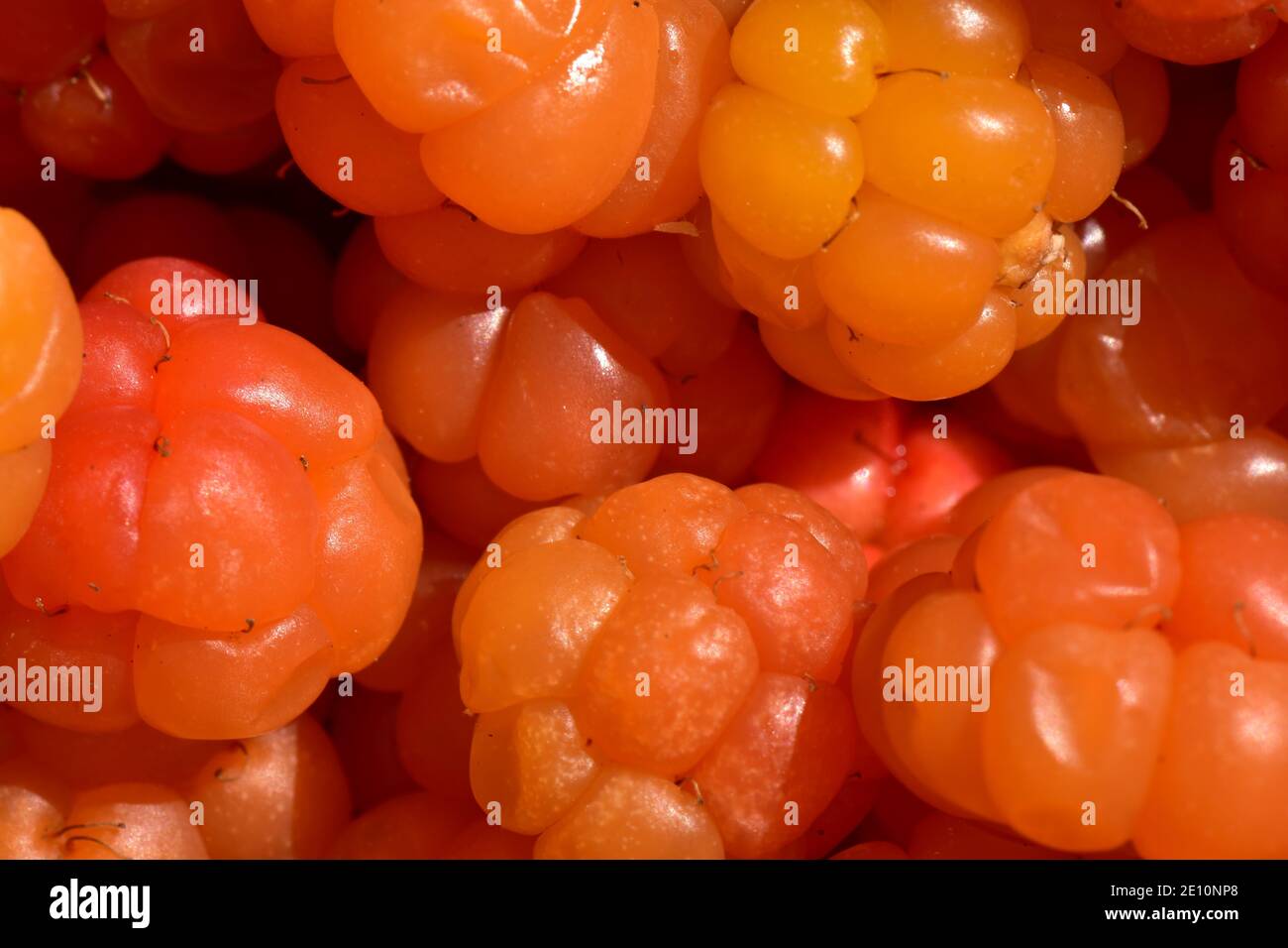 CLOUDBERRY baies sauvages saines délicieux fruits frais doux Banque D'Images