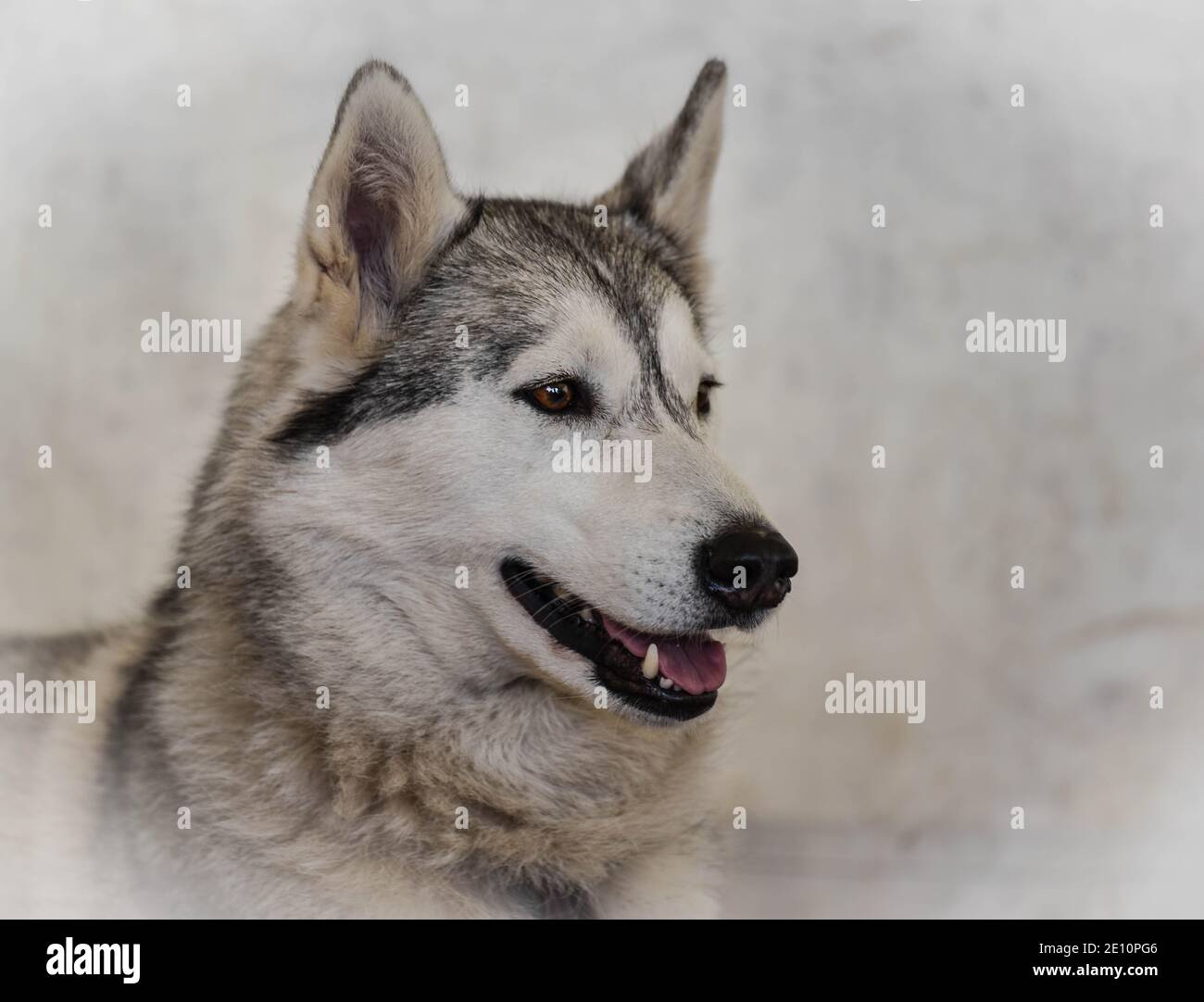 Portrait d'un chien husky sur fond gris avec copier l'espace Banque D'Images