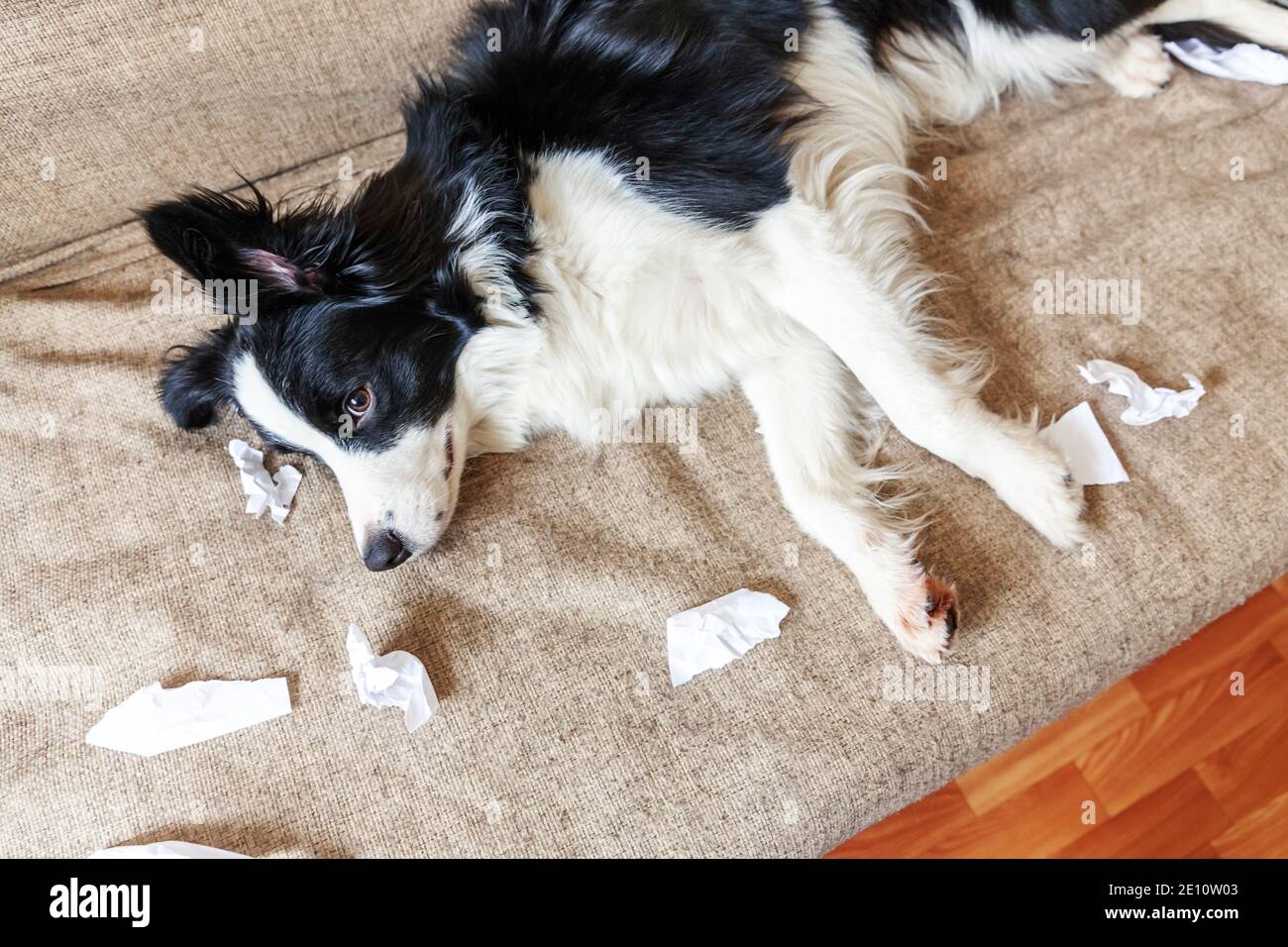 Naughty chien joueur bordure de chien de chiot collie après avoir mal piquant papier toilette couché sur le canapé à la maison. Coupable et détruit la salle de séjour. Dégâts désordonnés Banque D'Images