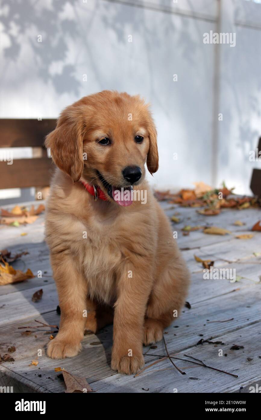 Mélange golden retriever labrador Banque de photographies et d'images à  haute résolution - Alamy