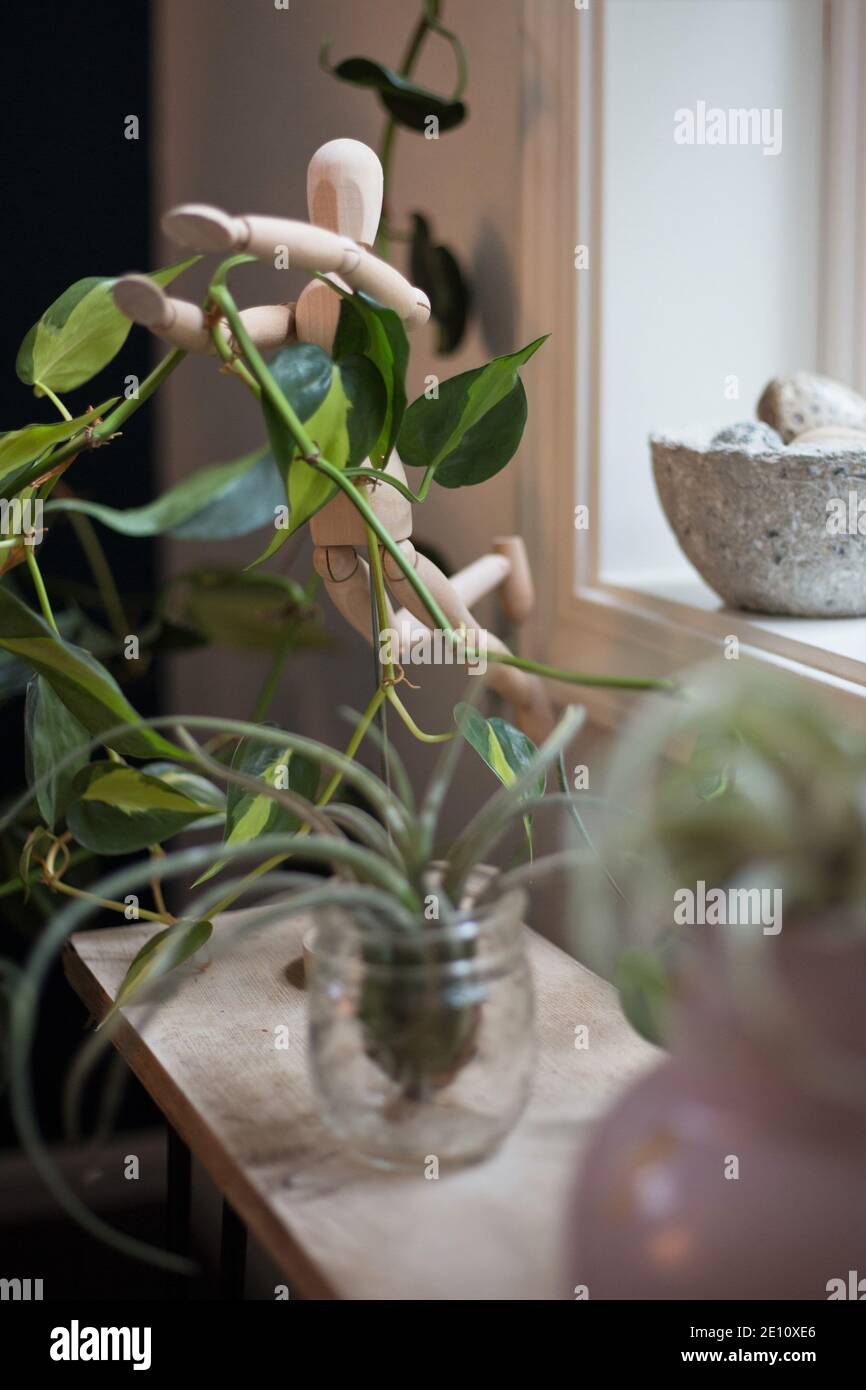 Une étagère devant une fenêtre remplie de plantes, y compris le philodendron 'brasil' et le tillandsia. Banque D'Images