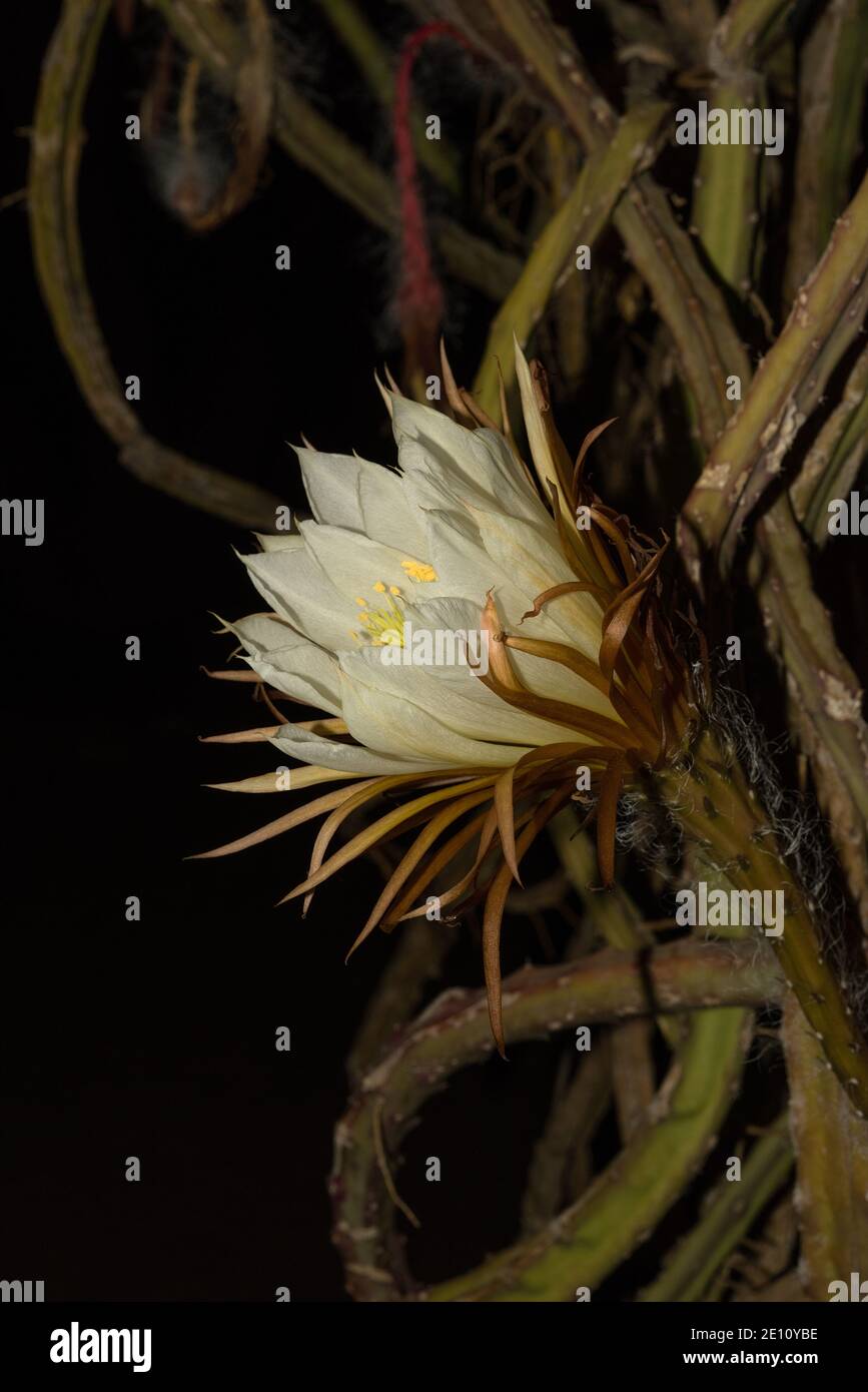 Gros plan de la tête de fleur d'un cactus de la Reine de la nuit. Il ne fleurit que pour une nuit, Selenicereus grandiflorus Banque D'Images