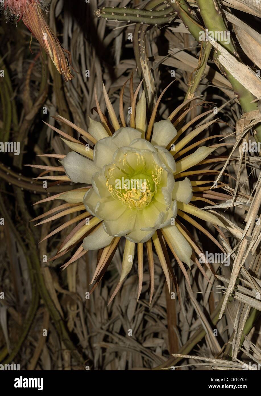 Gros plan de la tête de fleur d'un cactus de la Reine de la nuit. Il ne fleurit que pour une nuit, Selenicereus grandiflorus Banque D'Images