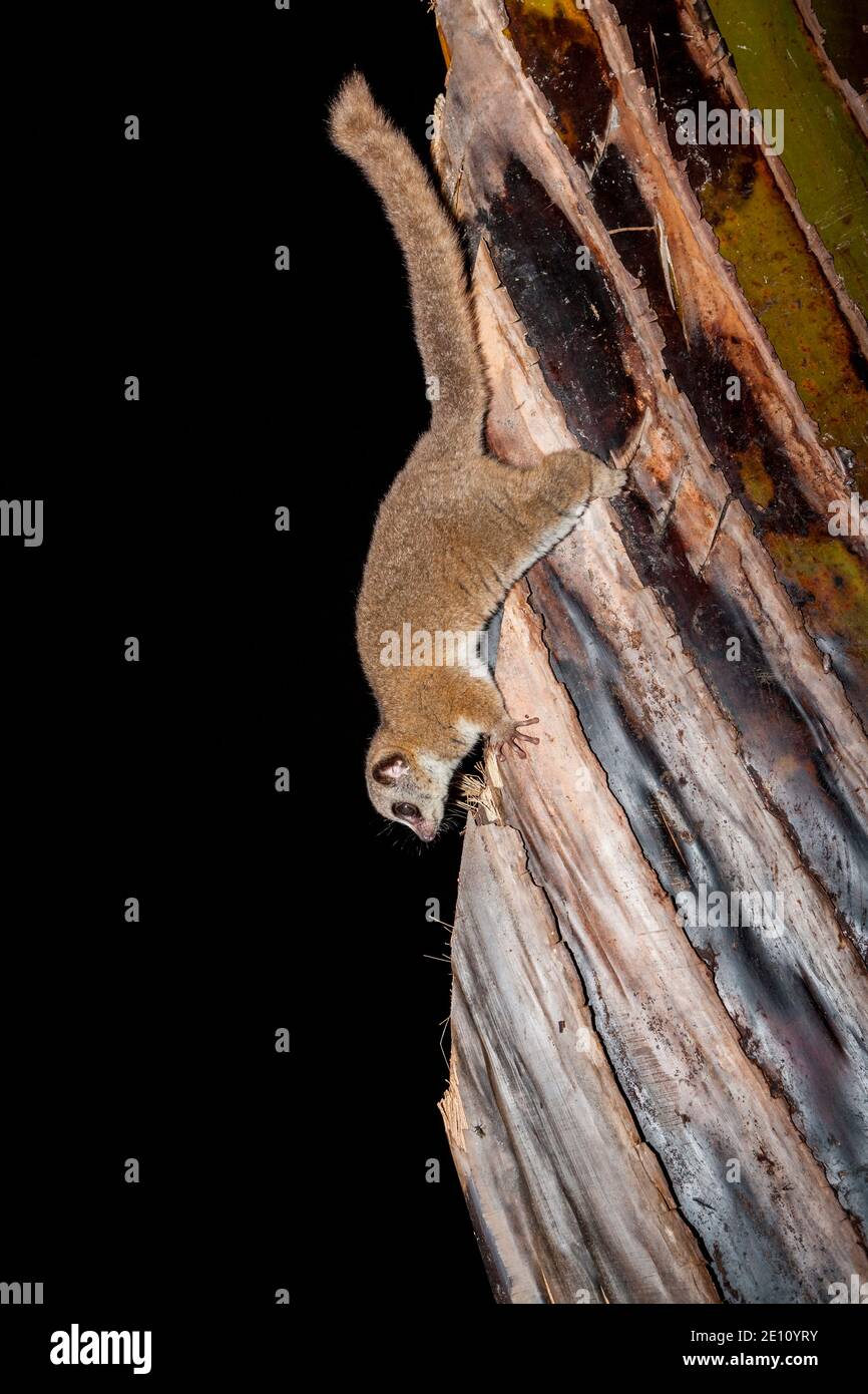Grand lémure nain Cheirogaleus Major, adulte, recherche de fruits, Réserve spéciale Analamazaotra, Andasibe, Madagascar, octobre Banque D'Images
