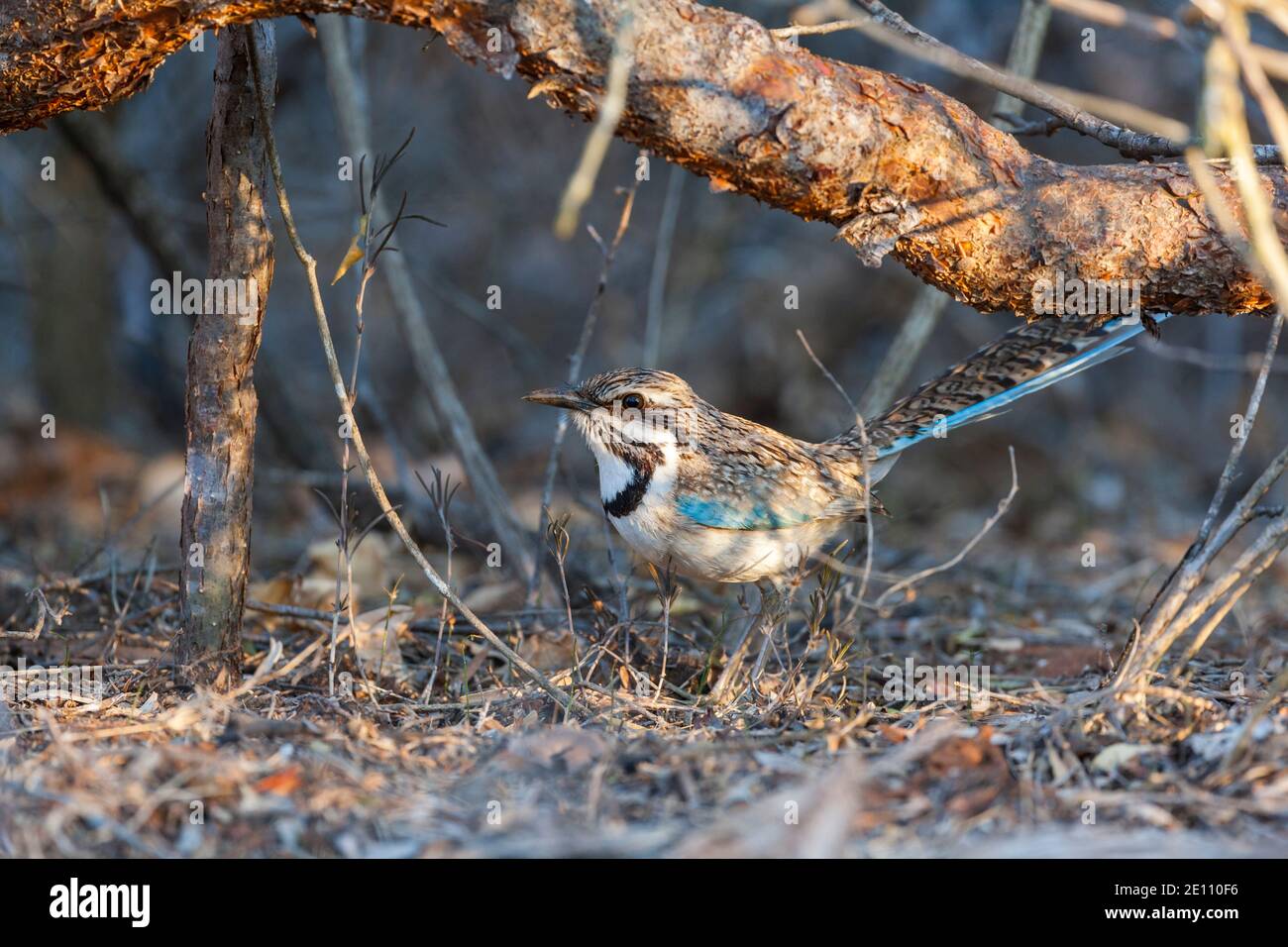 Rouleau à queue longue Uratelornis chimera, adulte dans la sous-croissance des broussailles, Ifaty, Toliara, Madagascar, octobre Banque D'Images