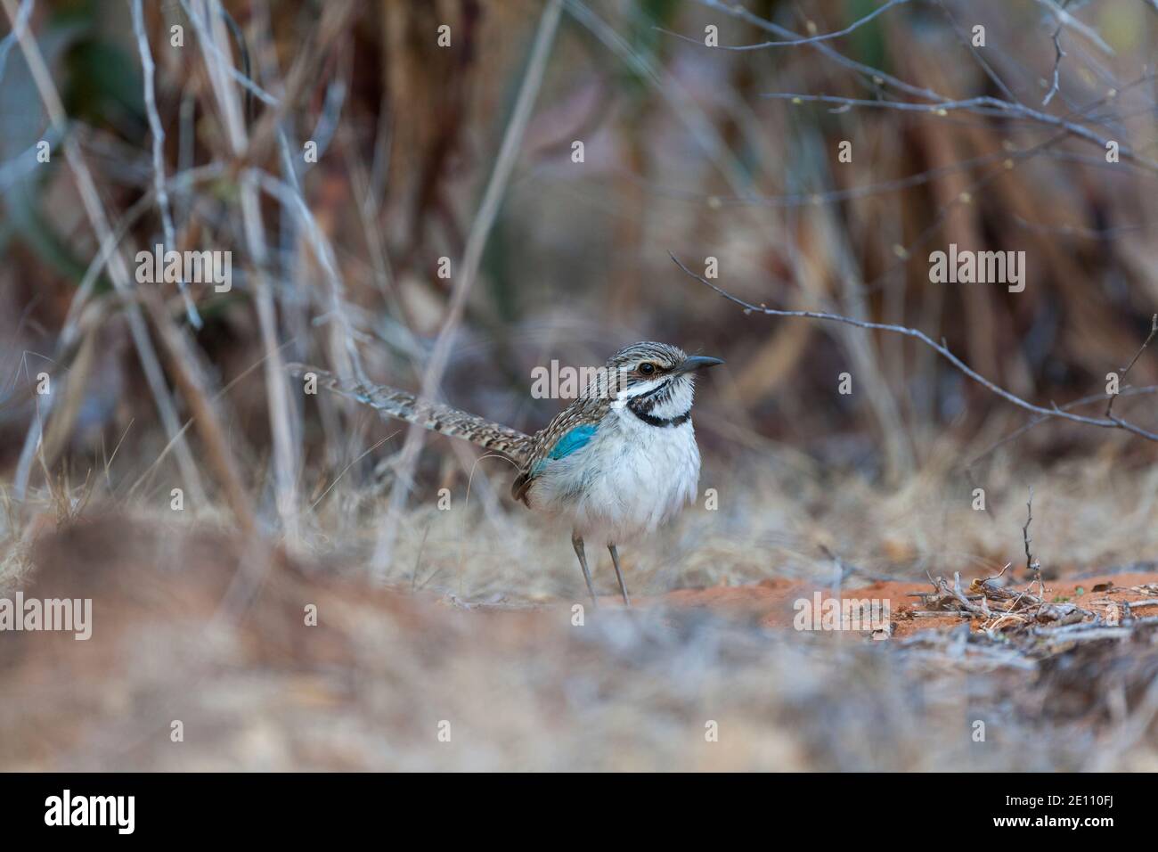 Rouleau à queue longue Uratelornis chimera, adulte dans la sous-croissance des broussailles, Ifaty, Toliara, Madagascar, octobre Banque D'Images
