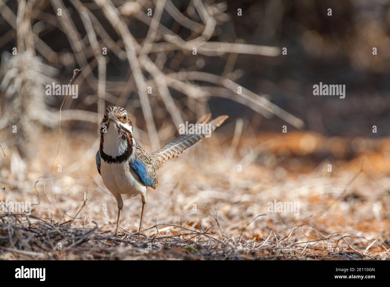 Rouleau à queue longue Uratelornis chimera, adulte dans la sous-croissance des broussailles, Ifaty, Toliara, Madagascar, octobre Banque D'Images