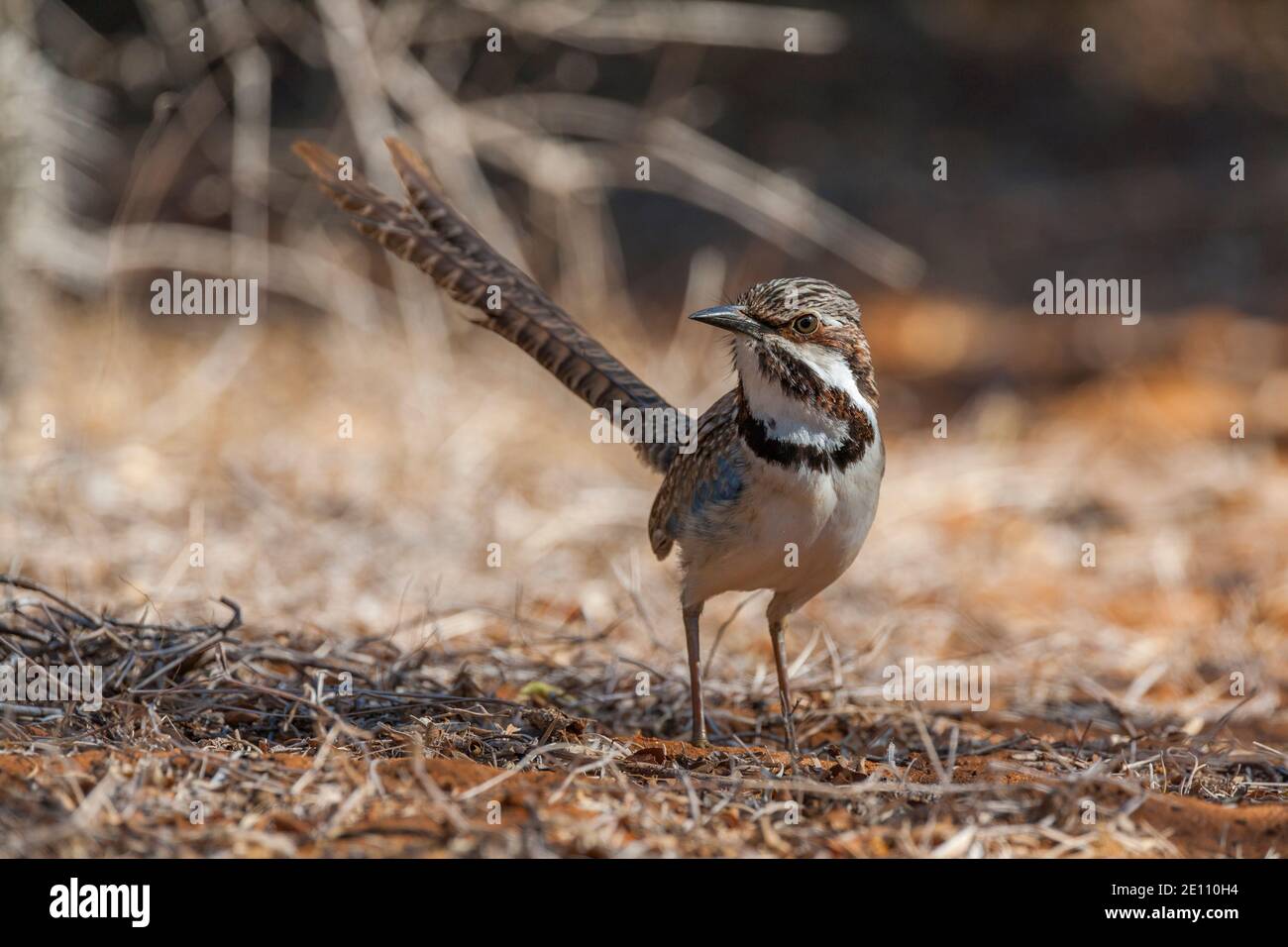 Rouleau à queue longue Uratelornis chimera, adulte dans la sous-croissance des broussailles, Ifaty, Toliara, Madagascar, octobre Banque D'Images