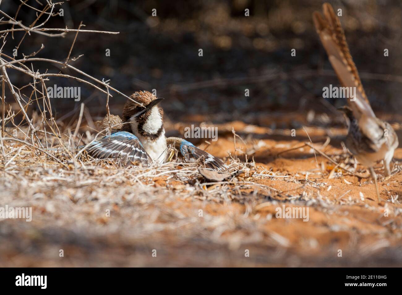 Rouleau de sol à queue longue, Uratelornis chimera, bain de soleil pour adultes dans le défrichage, Ifaty, Toliara, Madagascar, octobre Banque D'Images