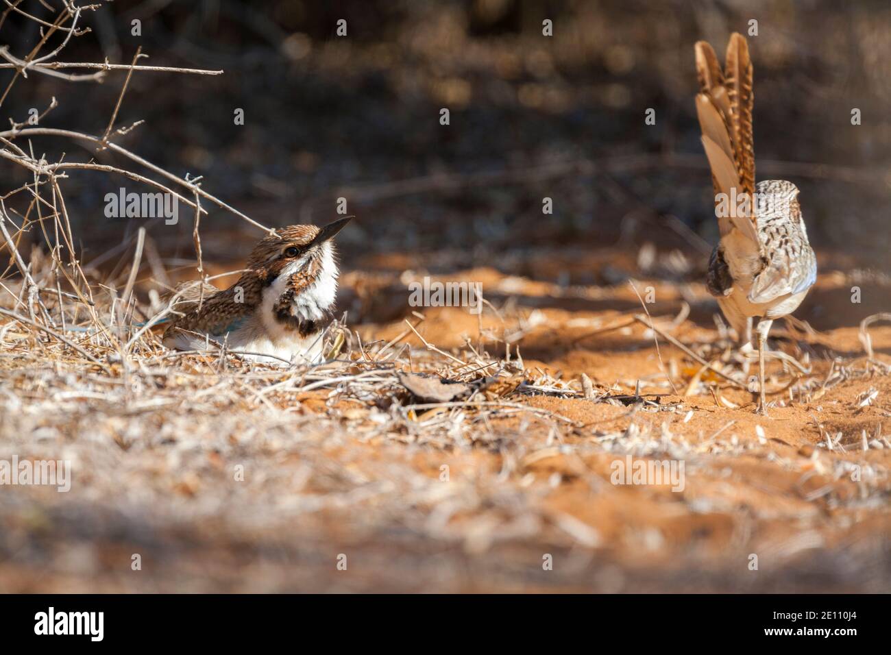 Rouleau à queue longue Uratelornis chimera, adultes en défrichement forestier, Ifaty, Toliara, Madagascar, octobre Banque D'Images